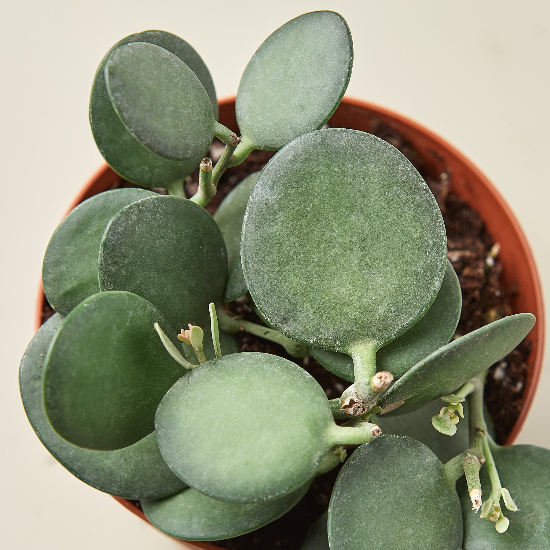 Succulent Xerosicyos 'Silver Dollar'-Succulent-The Succulent Source