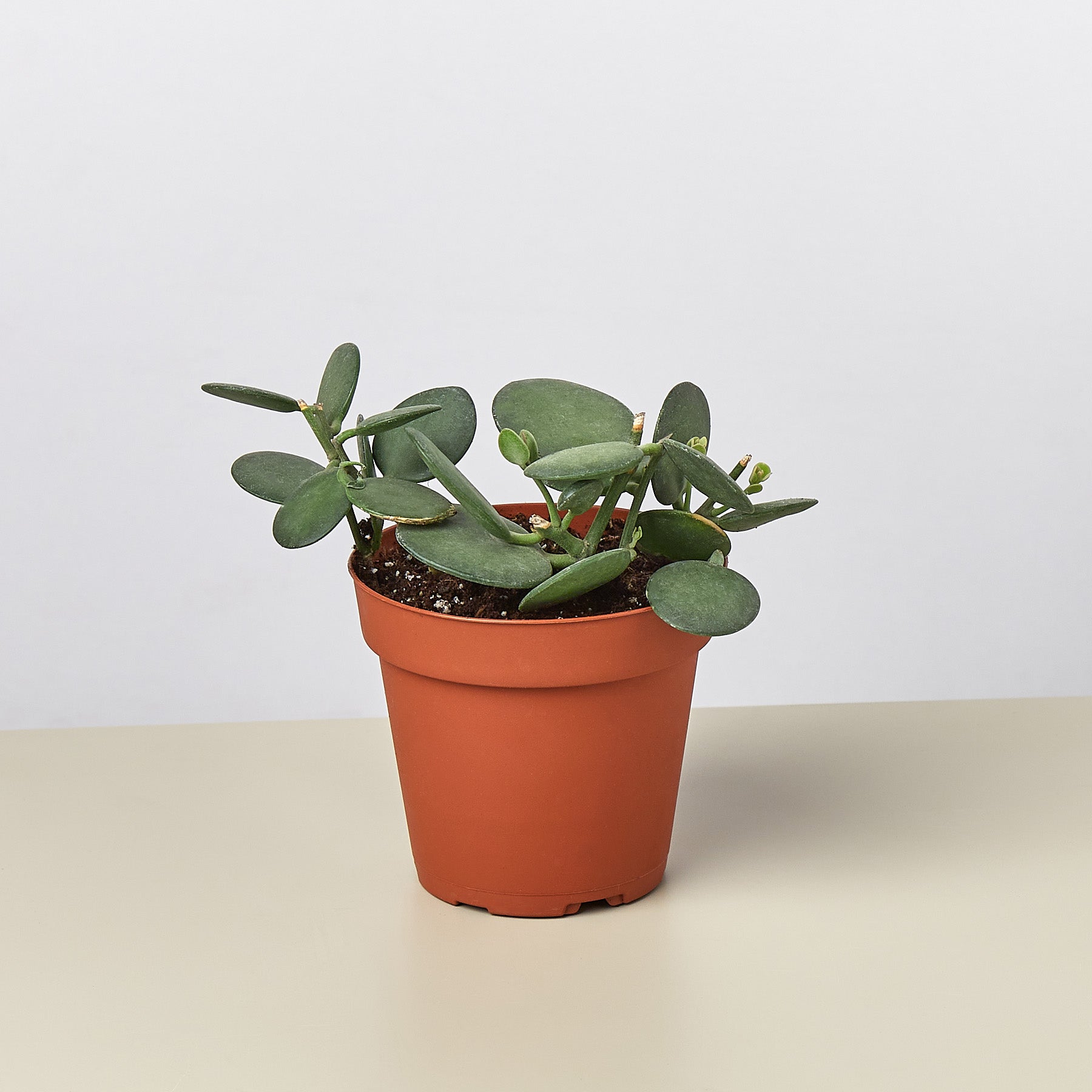 Succulent Xerosicyos 'Silver Dollar'-Succulent-The Succulent Source