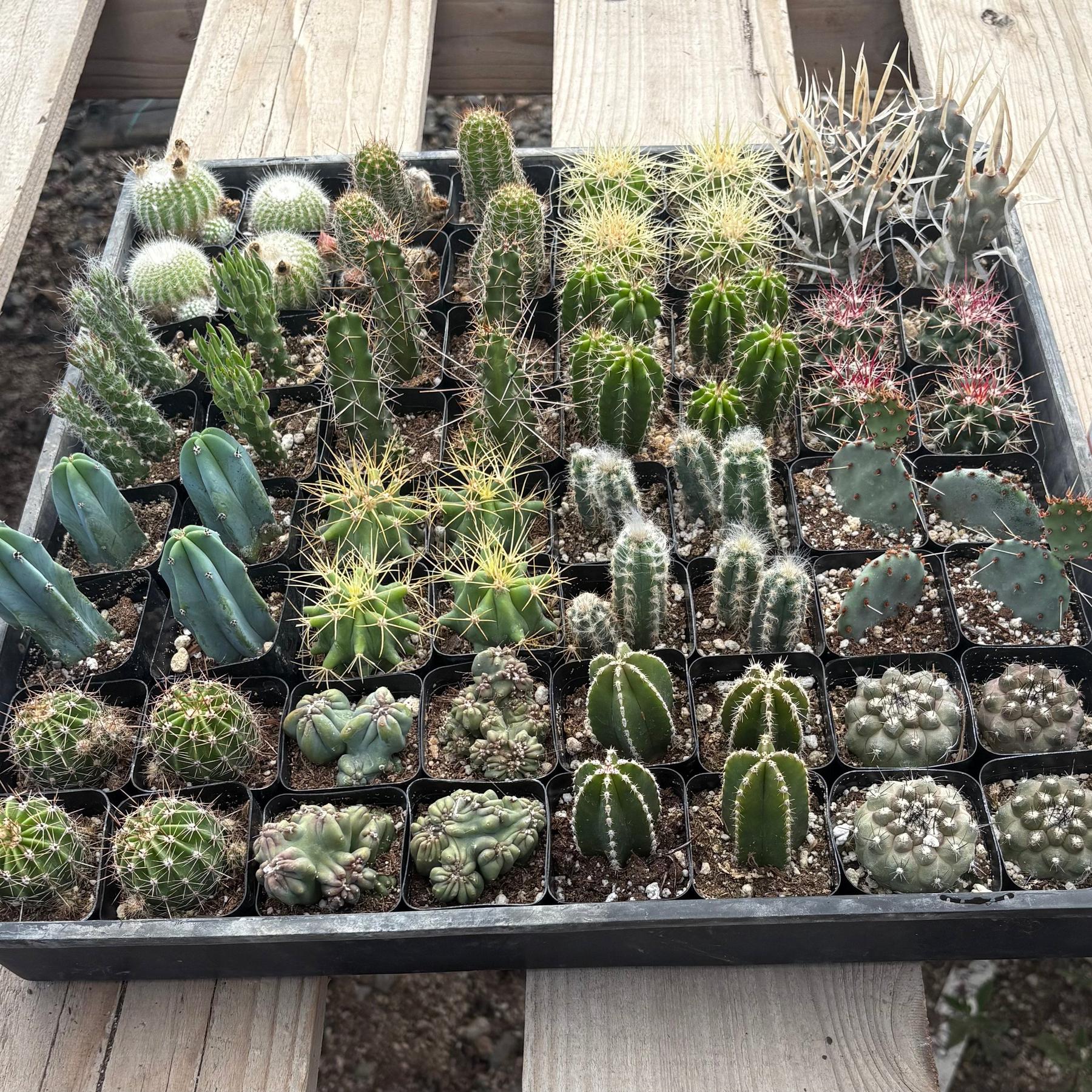 Super 64 Tray-Succulent - Small - Exact 2in Type-The Succulent Source