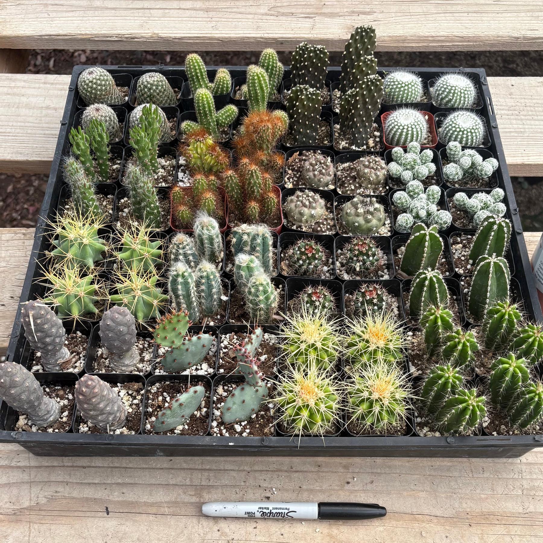 Super 64 Tray-Succulent - Small - Exact 2in Type-The Succulent Source