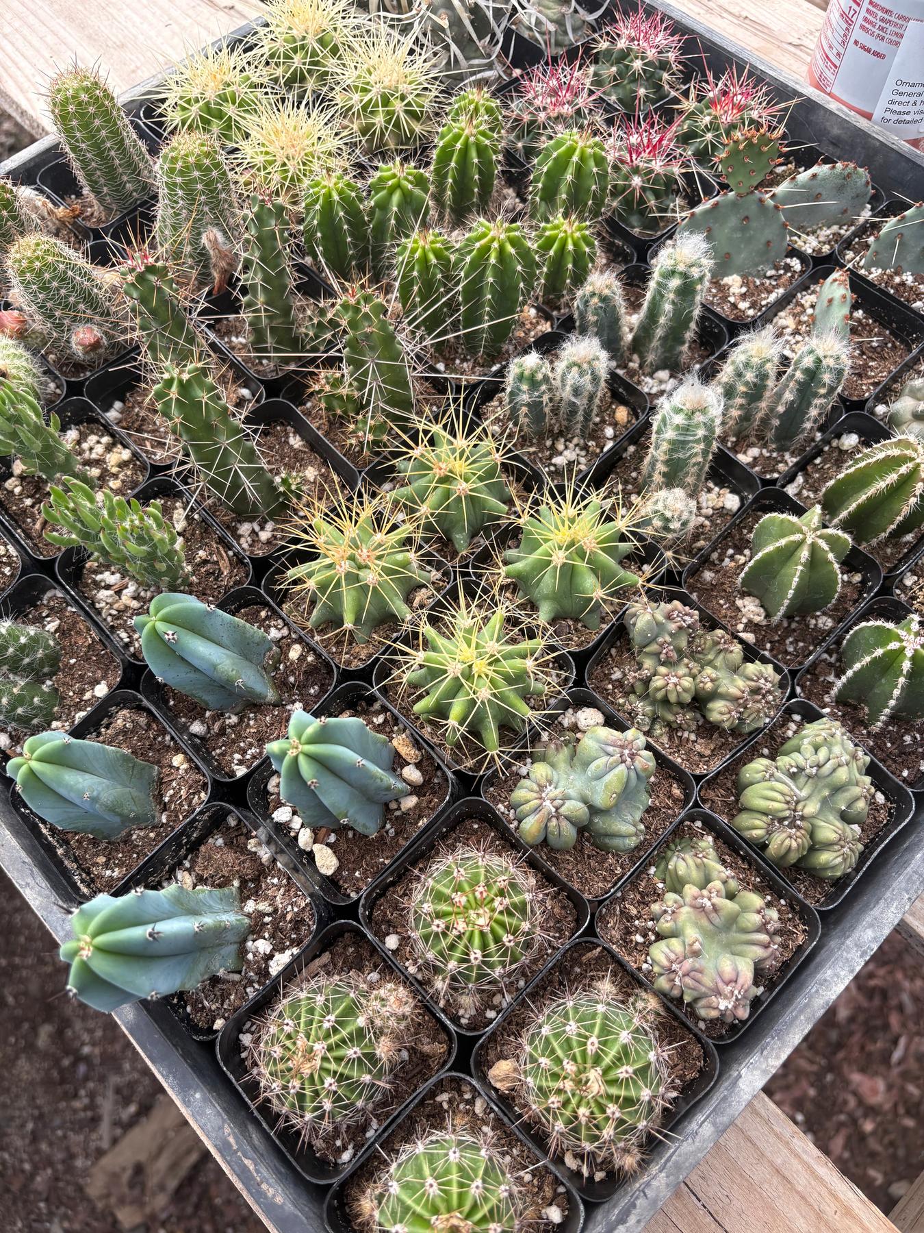 Super 64 Tray-Succulent - Small - Exact 2in Type-The Succulent Source