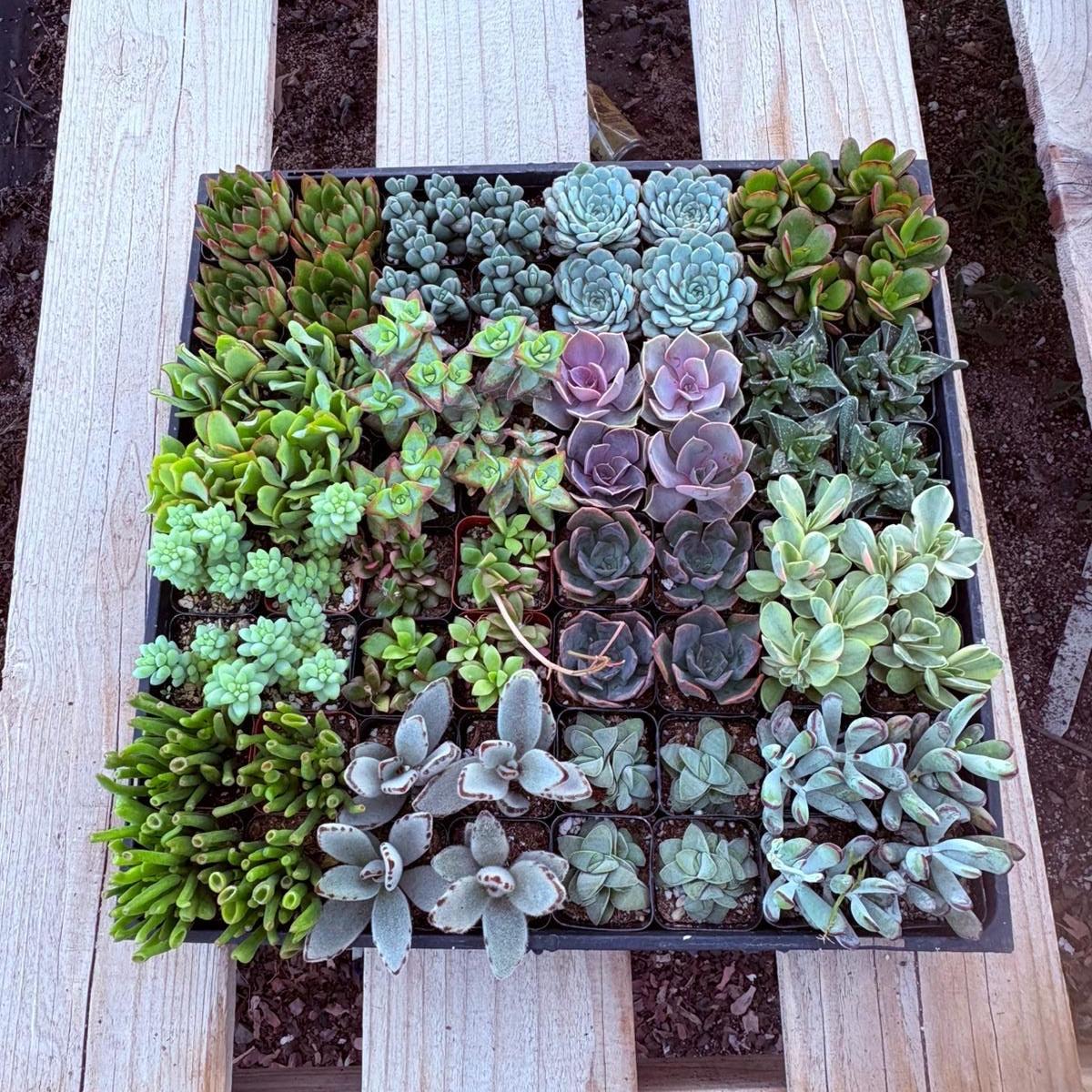 Super 64 Tray-Succulent - Small - Exact 2in Type-The Succulent Source