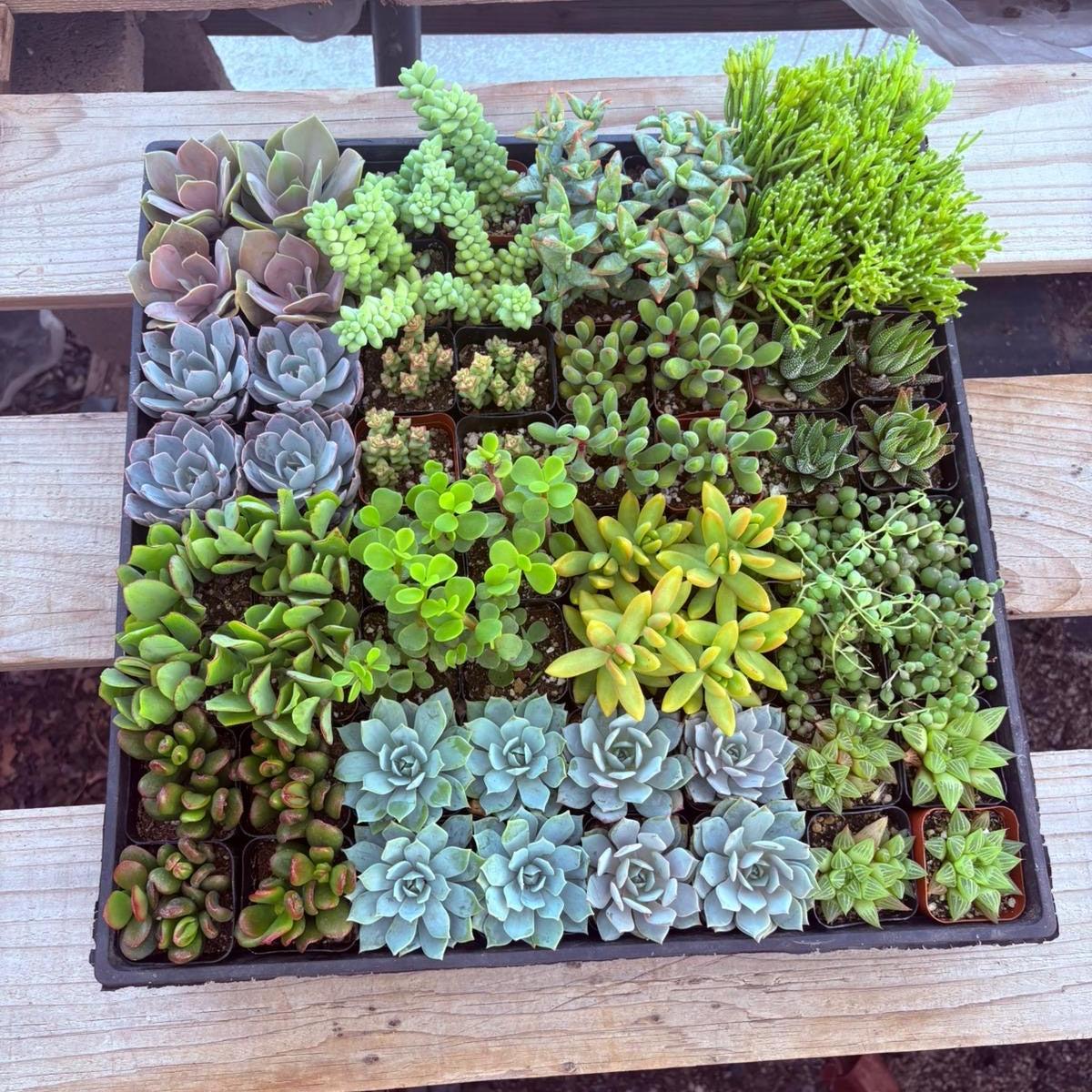 Super 64 Tray-Succulent - Small - Exact 2in Type-The Succulent Source