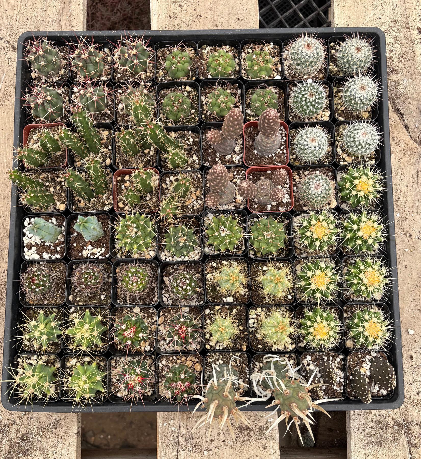 Super Special Bargain 64 Succulent or Cactus Tray Shipped for $99-Succulent - Small-The Succulent Source