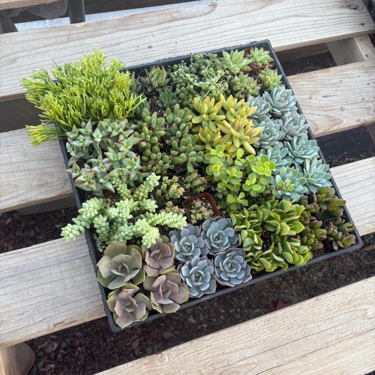 succulent planter with tray Super 64 Tray