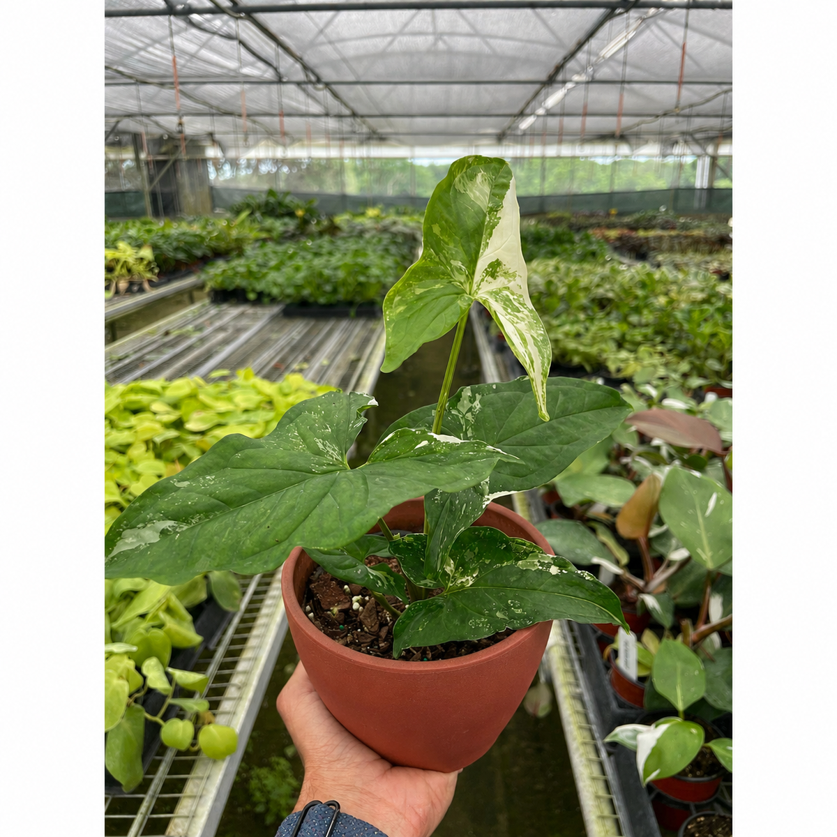Syngonium 'Albo Variegata'-The Succulent Source