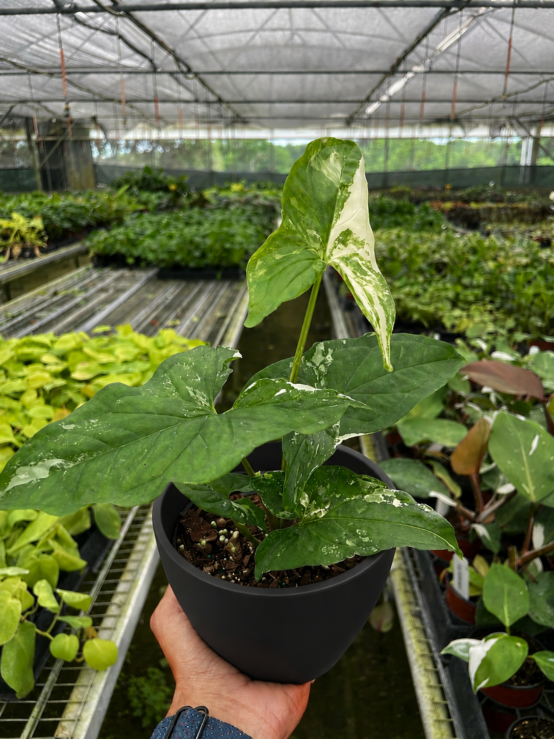 Syngonium 'Albo Variegata'-The Succulent Source
