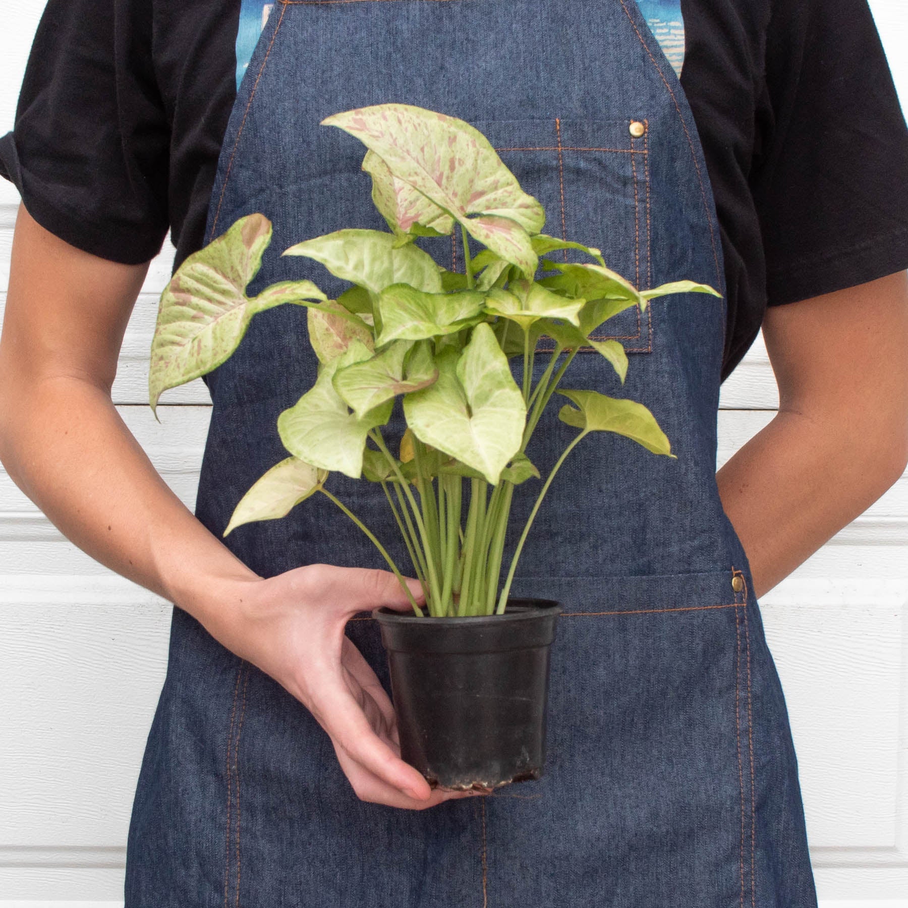 Syngonium 'Confetti'-The Succulent Source