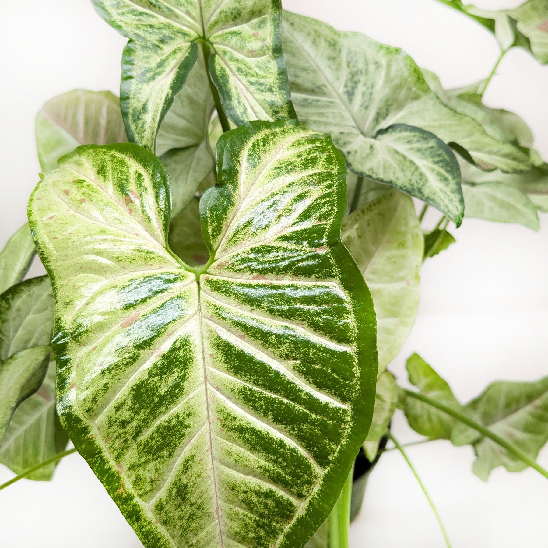 Syngonium 'Confetti'-The Succulent Source