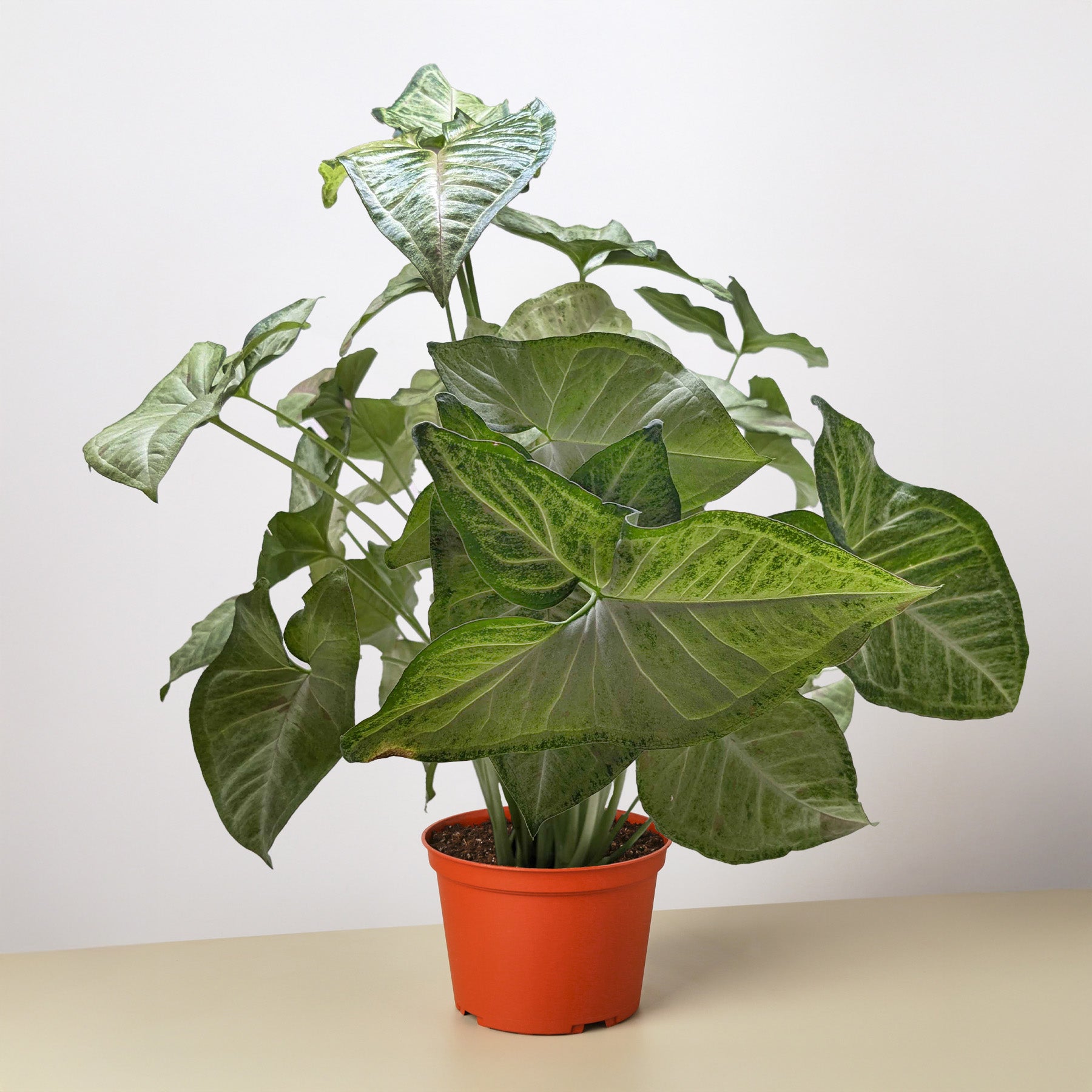 Syngonium 'Confetti'-The Succulent Source