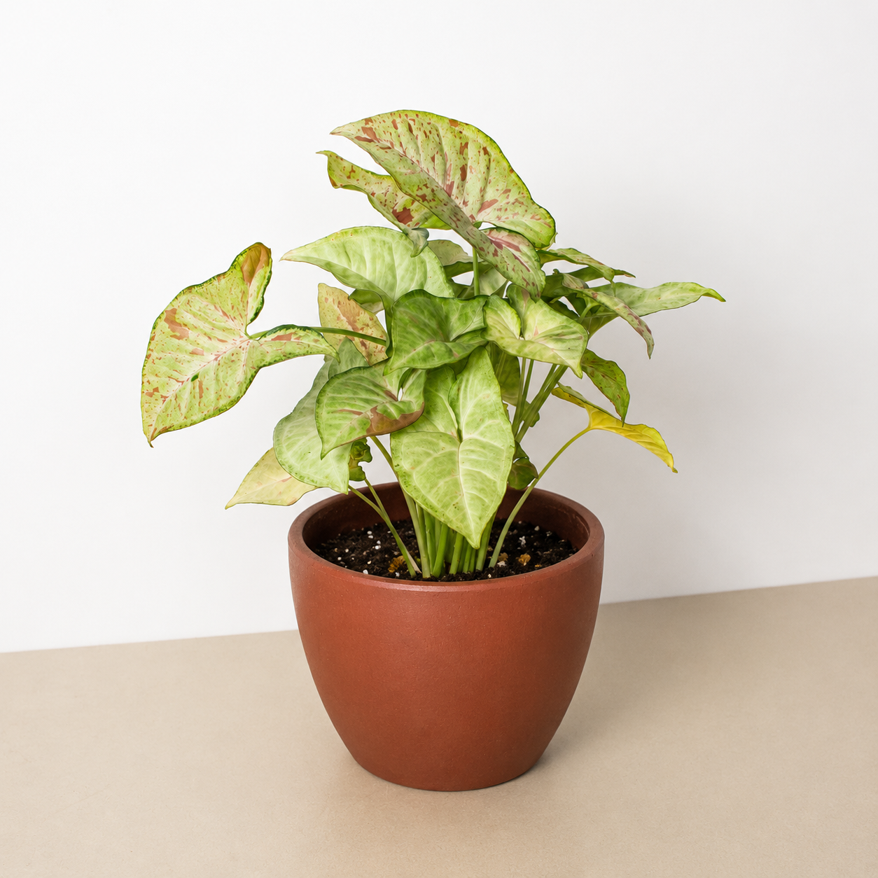 Syngonium 'Confetti'-The Succulent Source