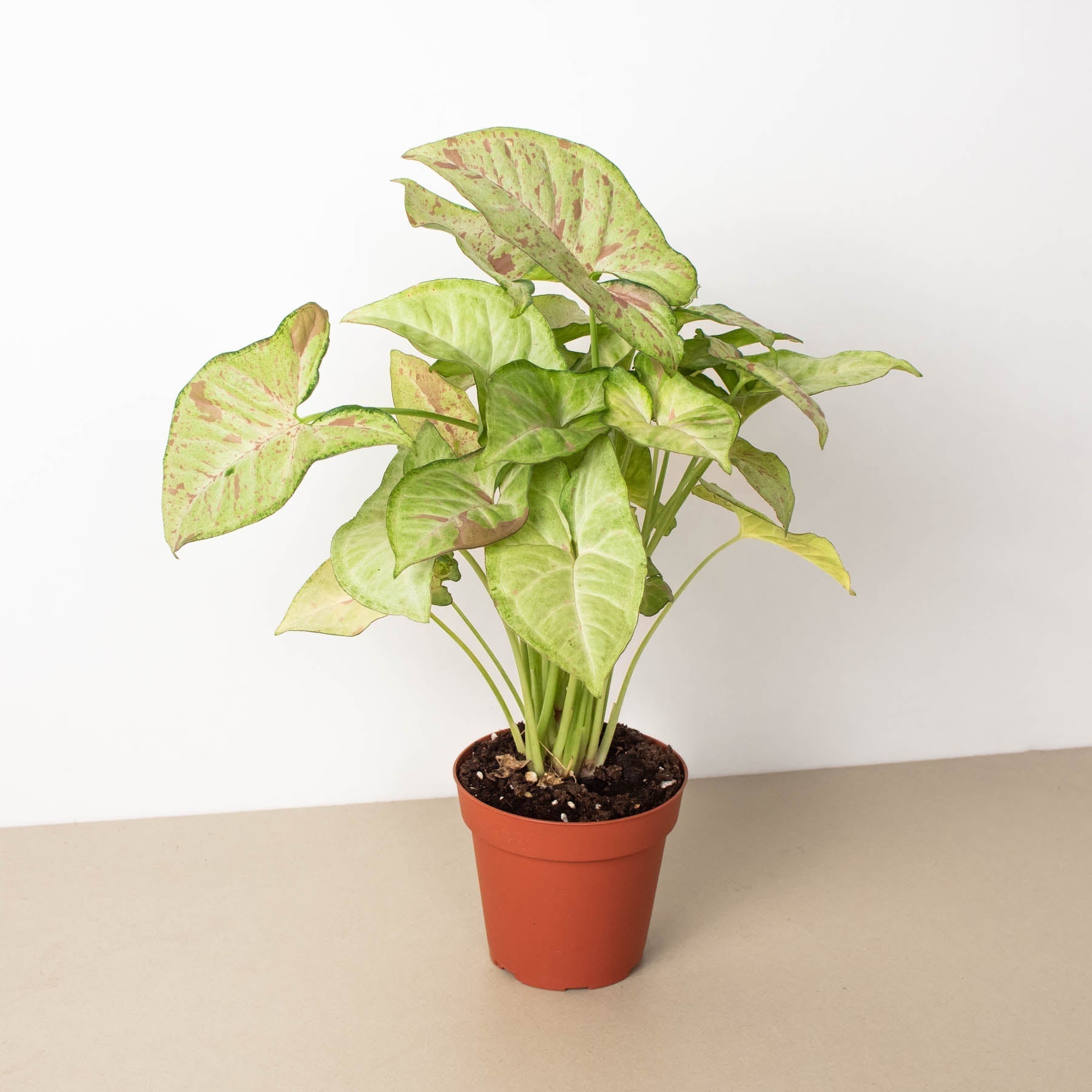 Syngonium 'Confetti'-The Succulent Source