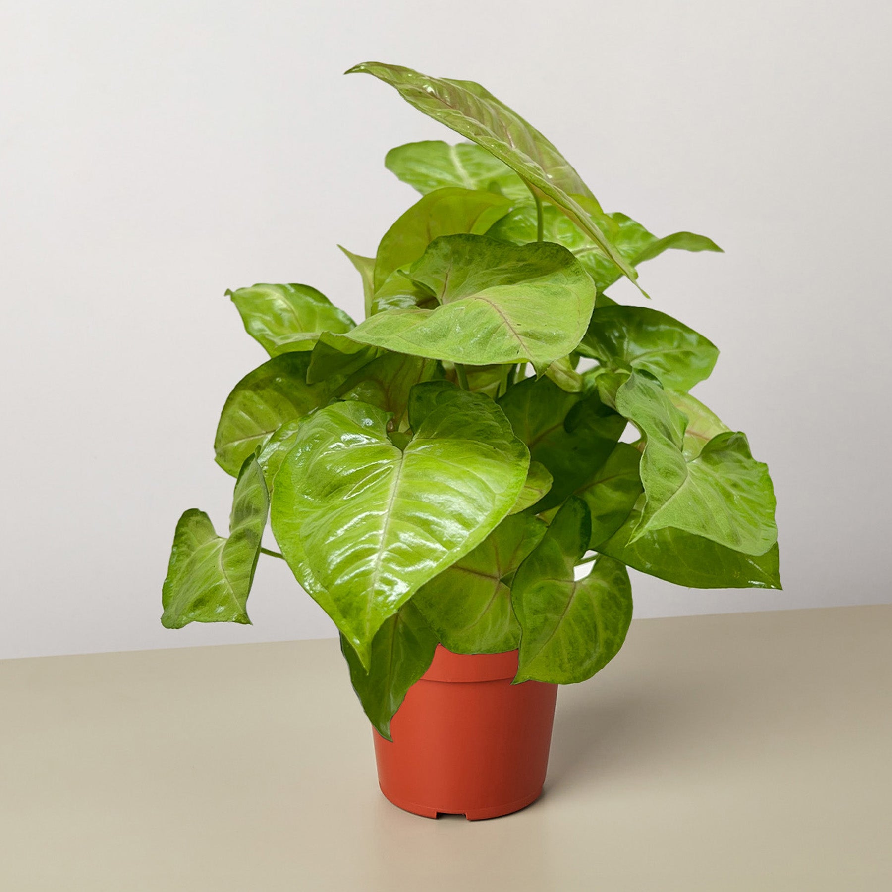 Syngonium Cream Allusion-Indoor Plants-The Succulent Source