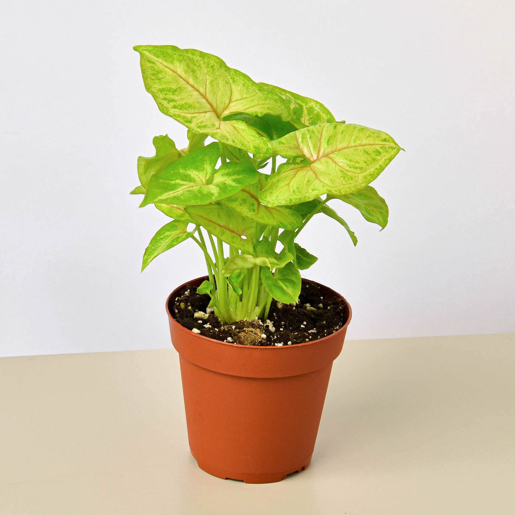 indoor syngonium plant Syngonium 'Gold'