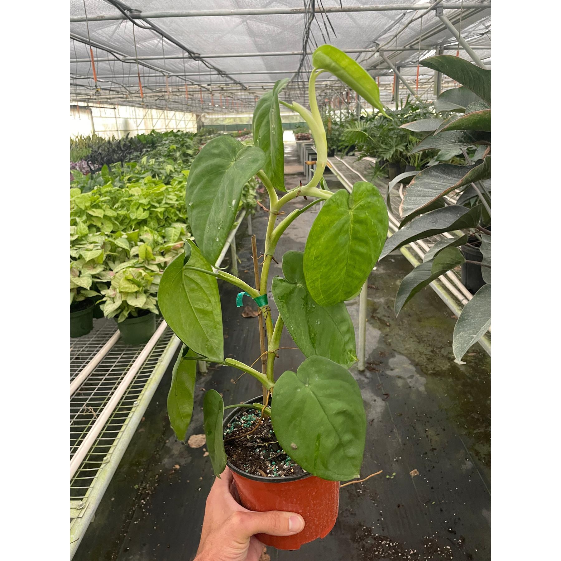 Syngonium 'Ice Frost'-The Succulent Source