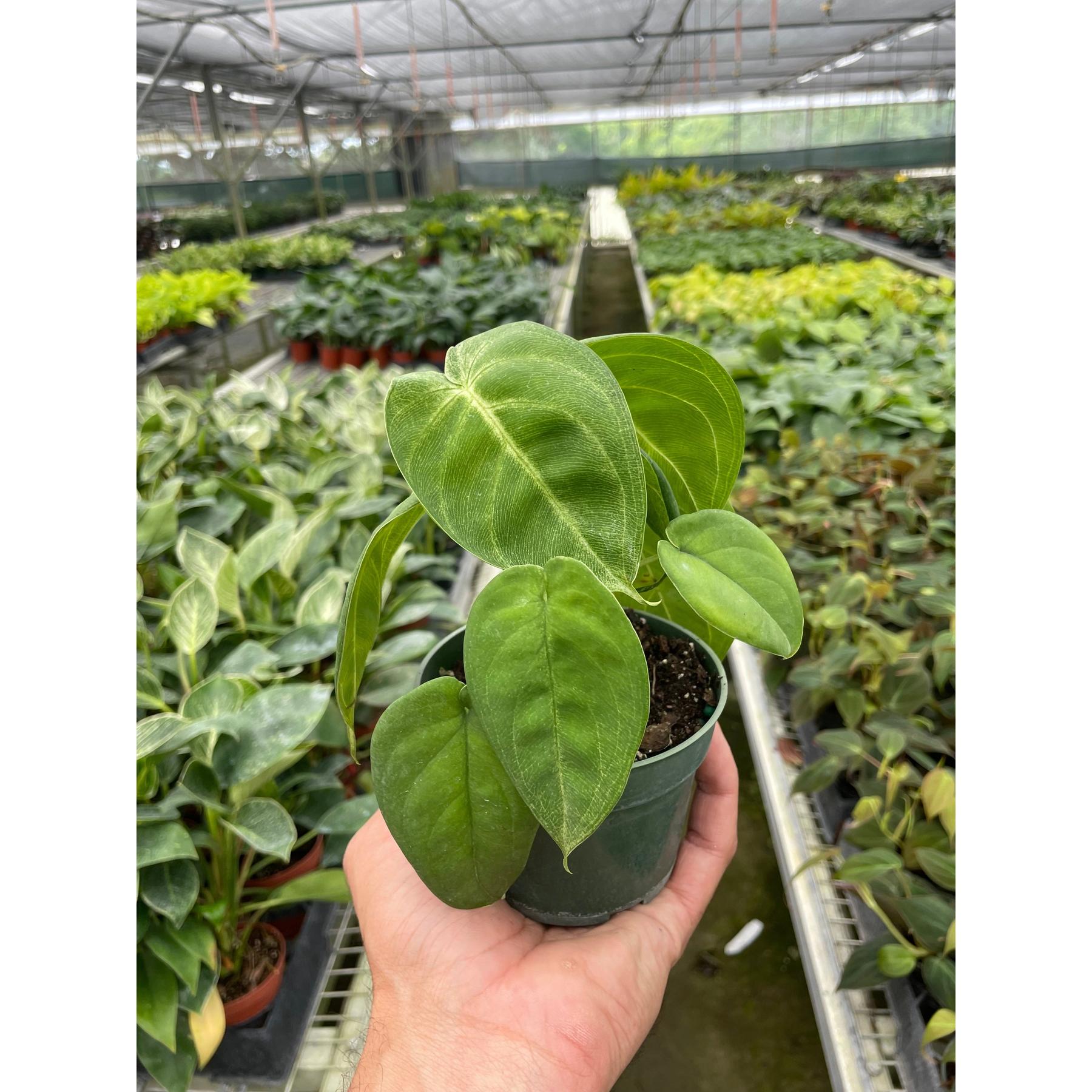 Syngonium 'Ice Frost'-The Succulent Source