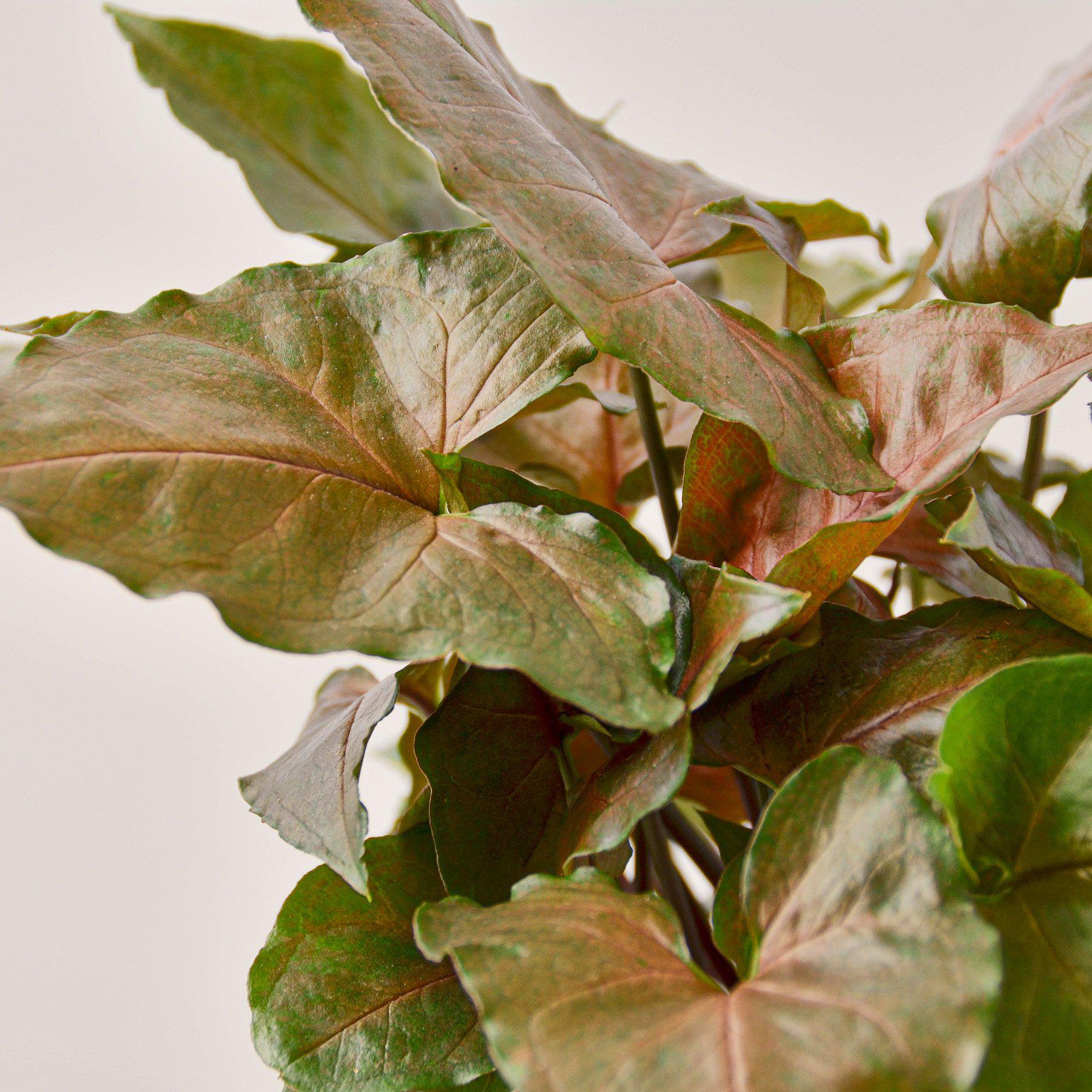 Syngonium 'Merry'-Indoor Plants-The Succulent Source