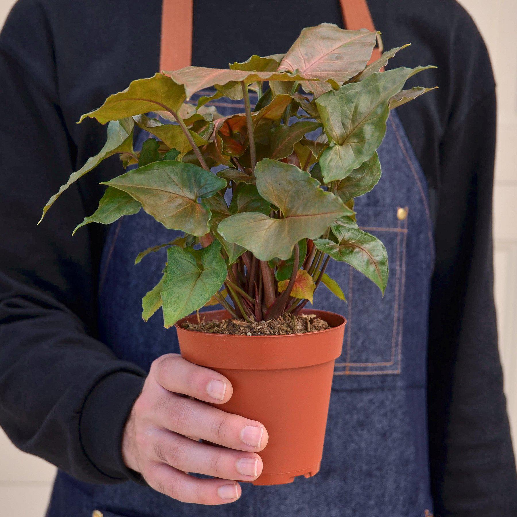 Syngonium 'Merry'-Indoor Plants-The Succulent Source