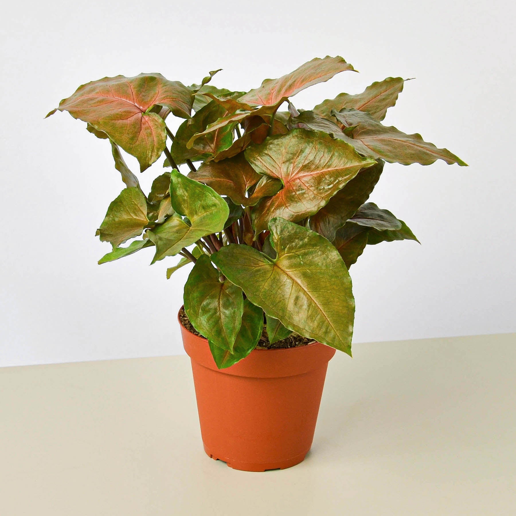 Syngonium 'Merry'-Indoor Plants-The Succulent Source