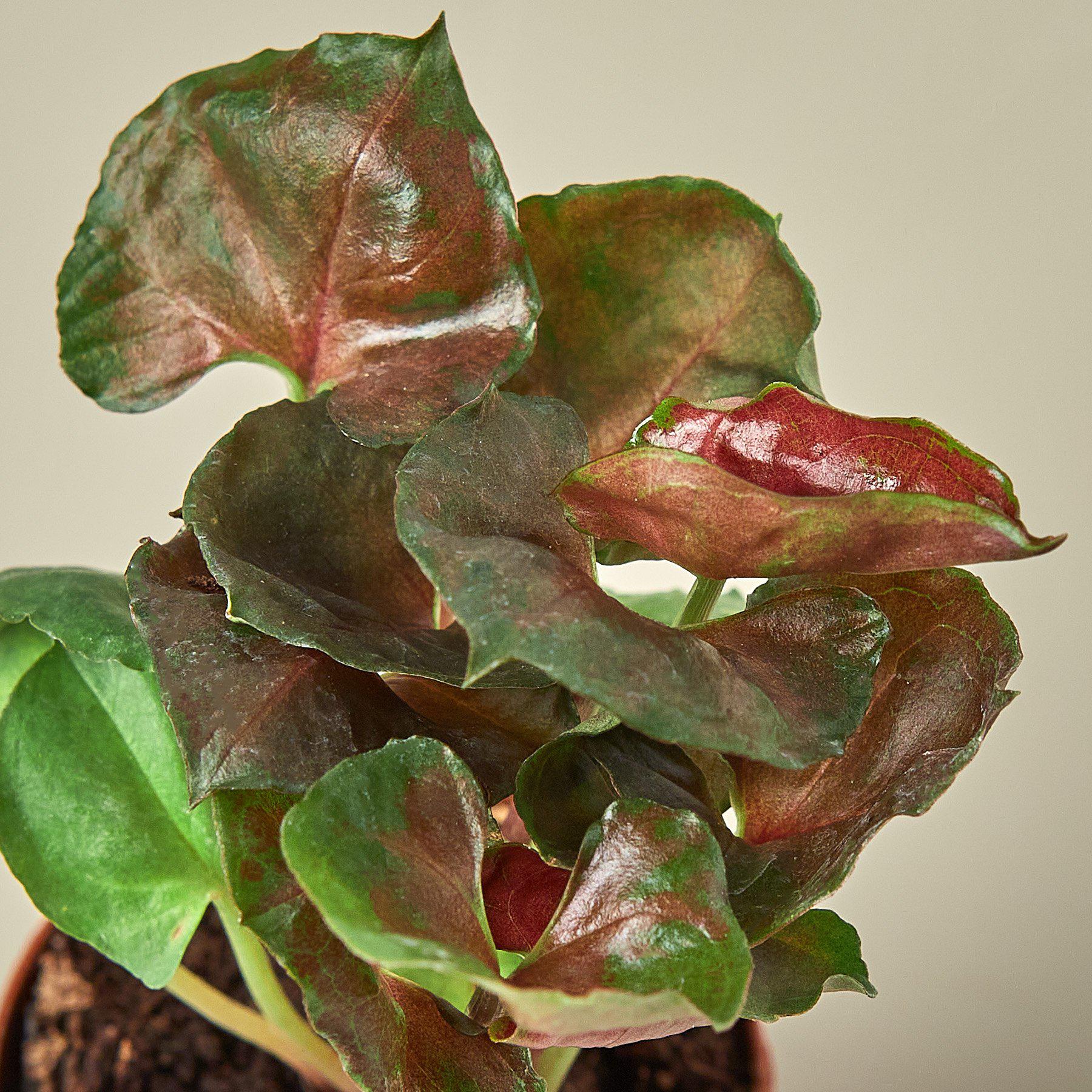 Syngonium 'Merry'-Indoor Plants-The Succulent Source