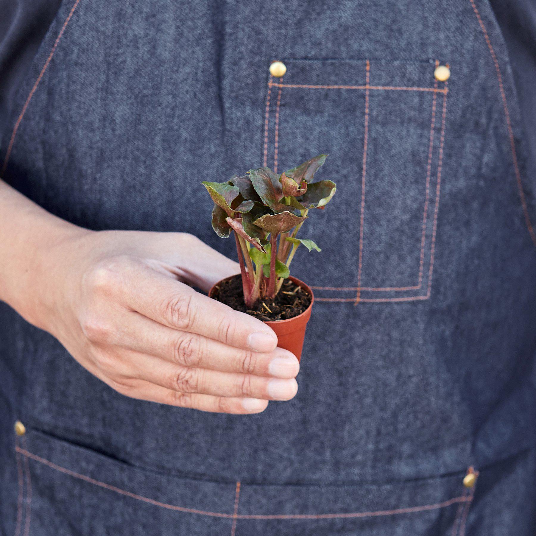 Syngonium 'Merry'-Indoor Plants-The Succulent Source