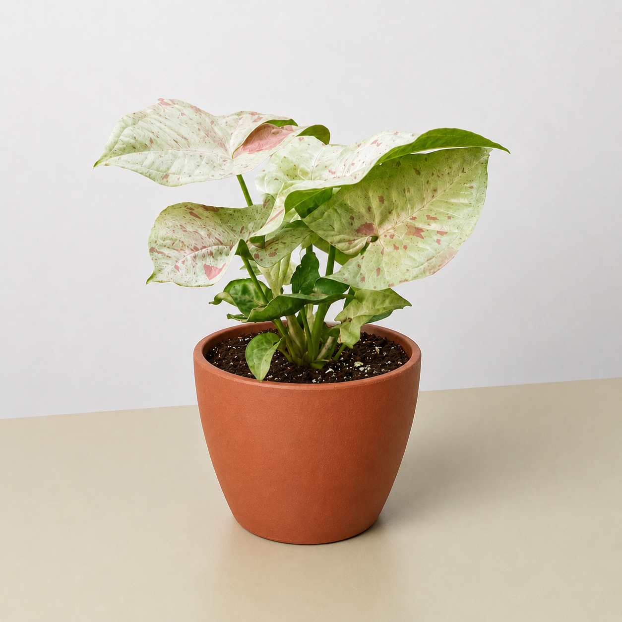 Syngonium 'Milk Confetti'-Indoor Plants-The Succulent Source