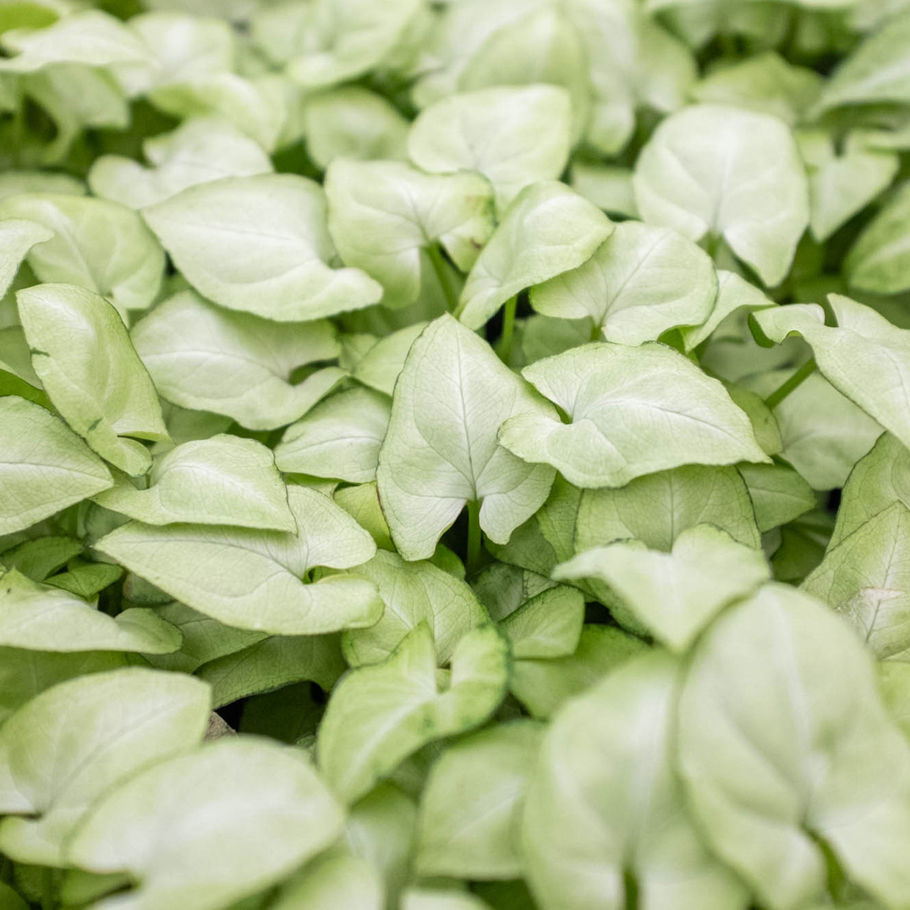 Syngonium 'Moonshine'-Indoor Plants-The Succulent Source