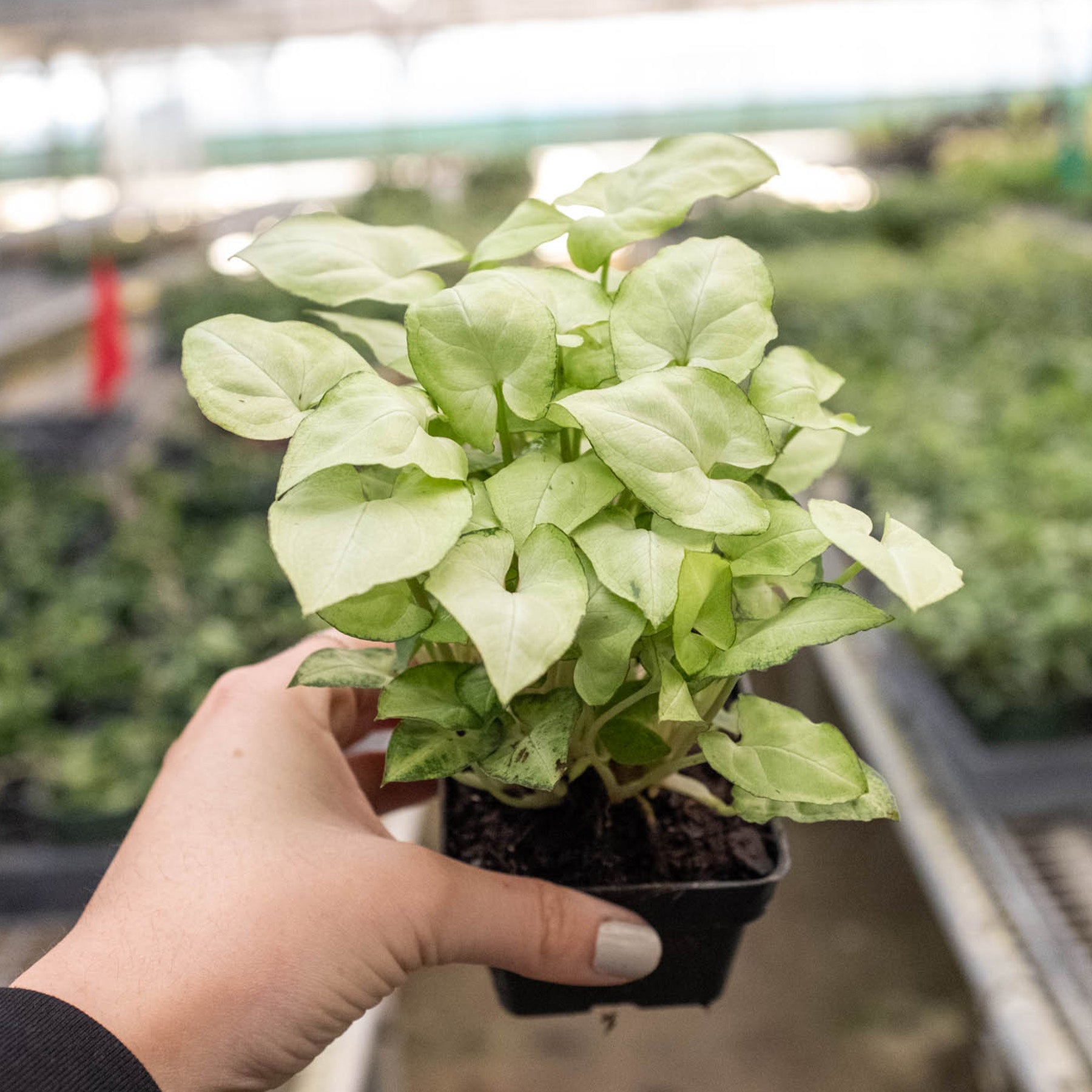 Syngonium 'Moonshine'-Indoor Plants-The Succulent Source