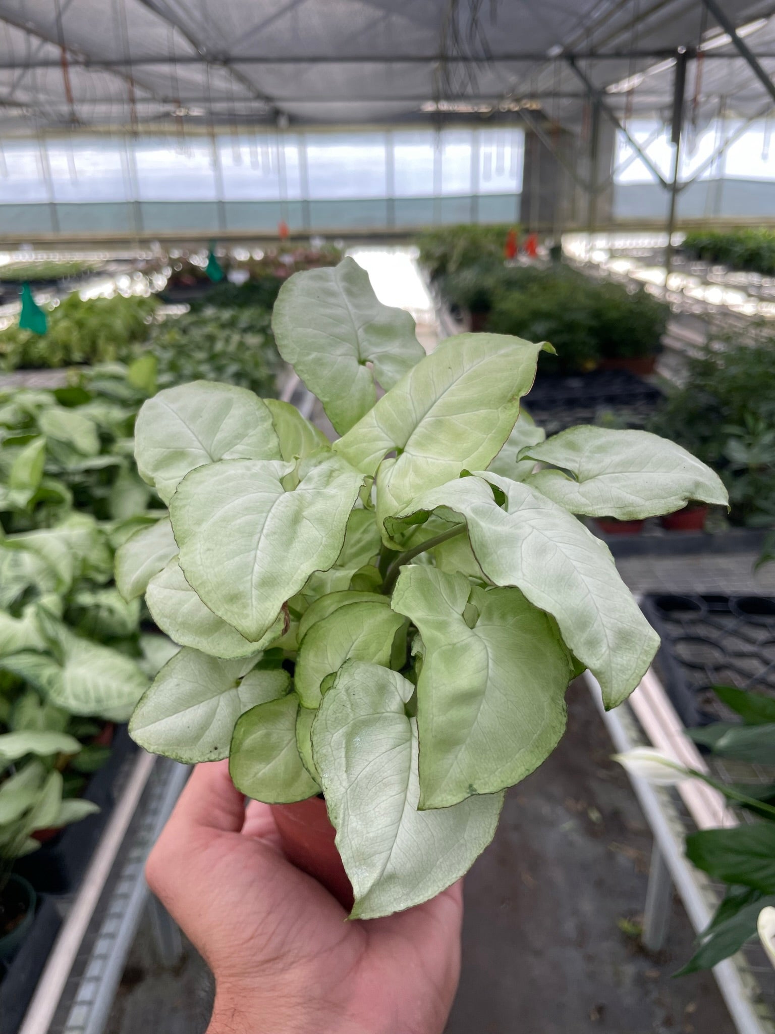 Syngonium 'Moonshine'-Indoor Plants-The Succulent Source