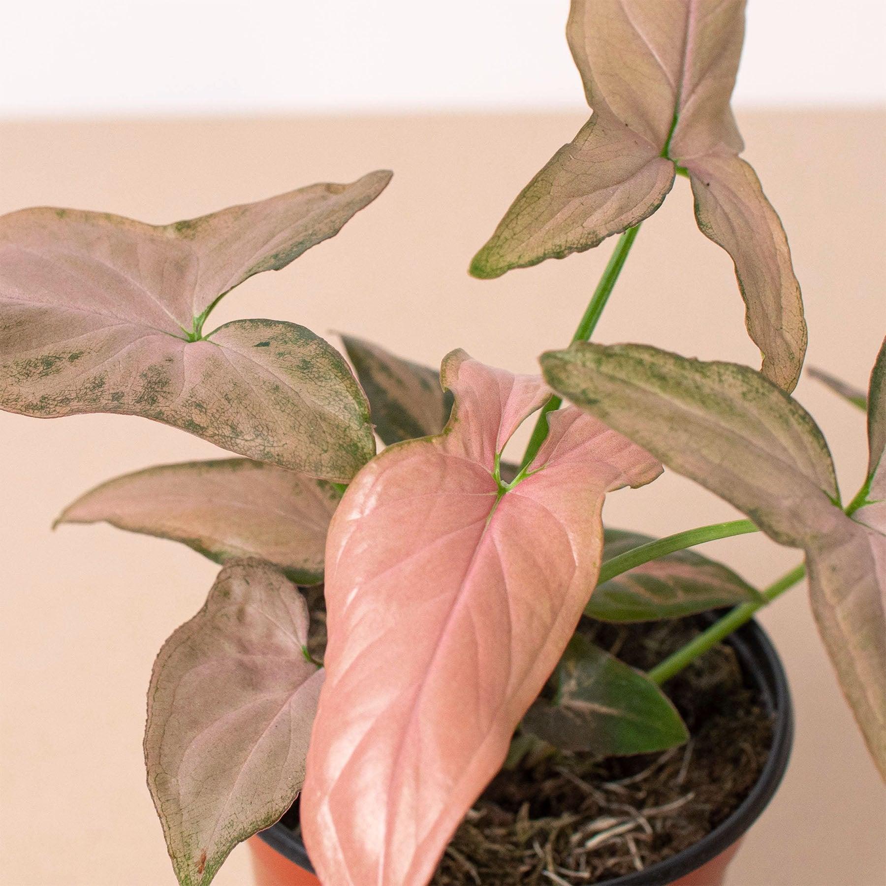 Syngonium 'Pink Splash' - 4" Pot-Indoor Plants-The Succulent Source