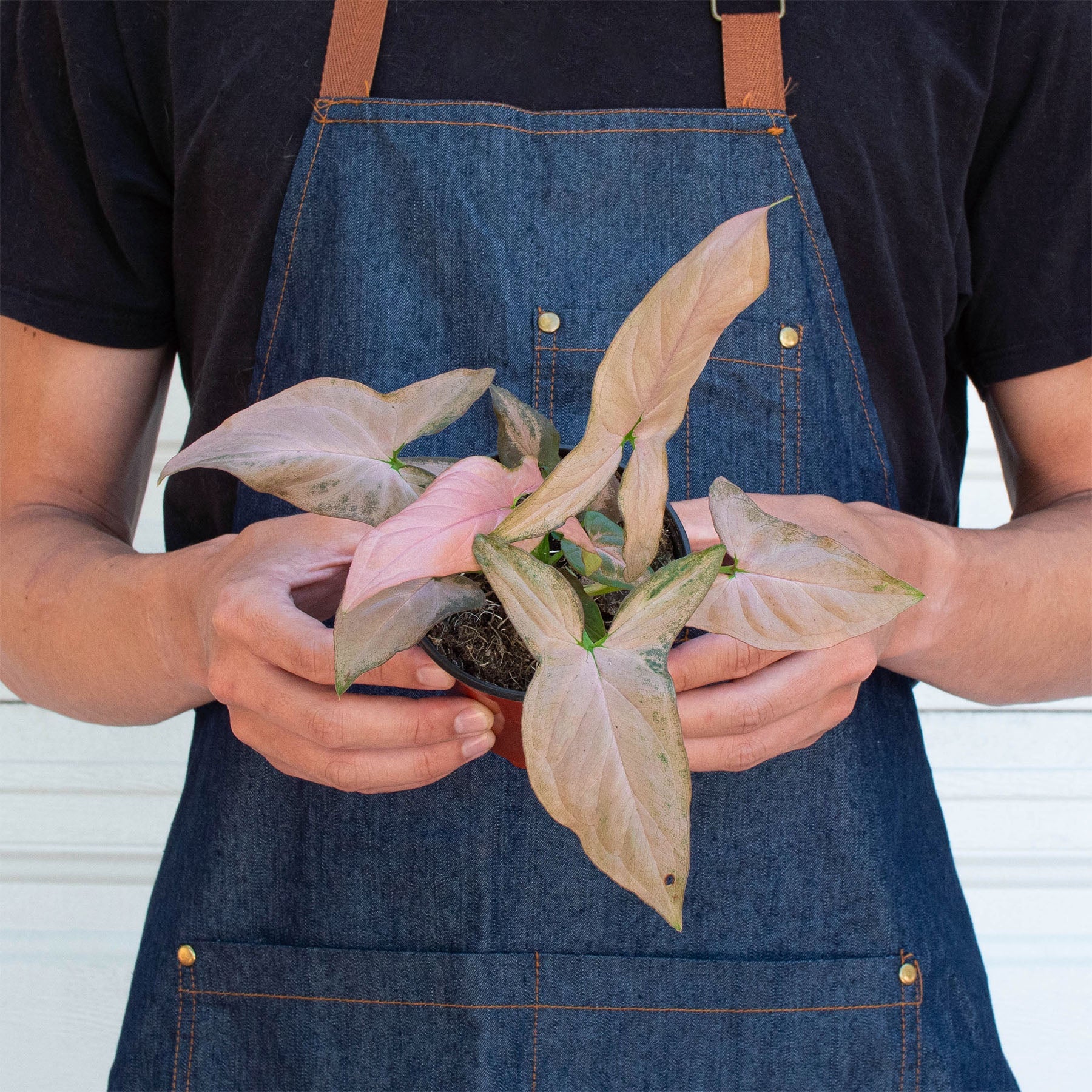 Syngonium 'Pink Splash' - 4" Pot-Indoor Plants-The Succulent Source