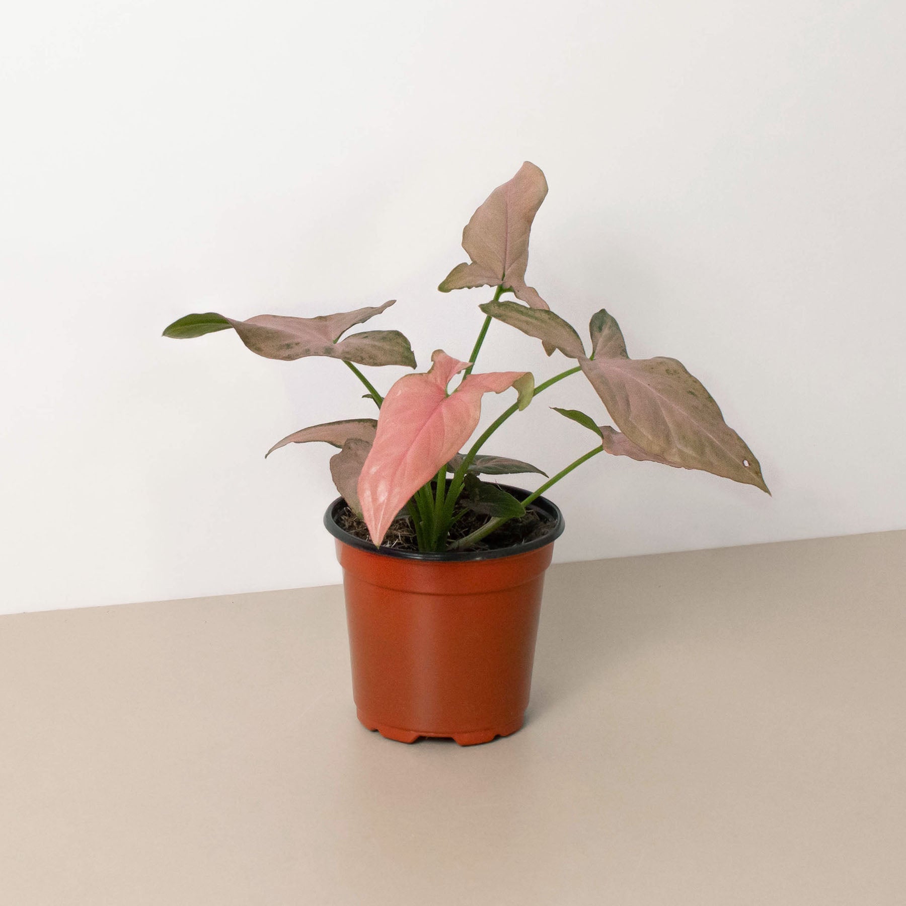 pink plant pot indoor Syngonium 'Pink Splash'