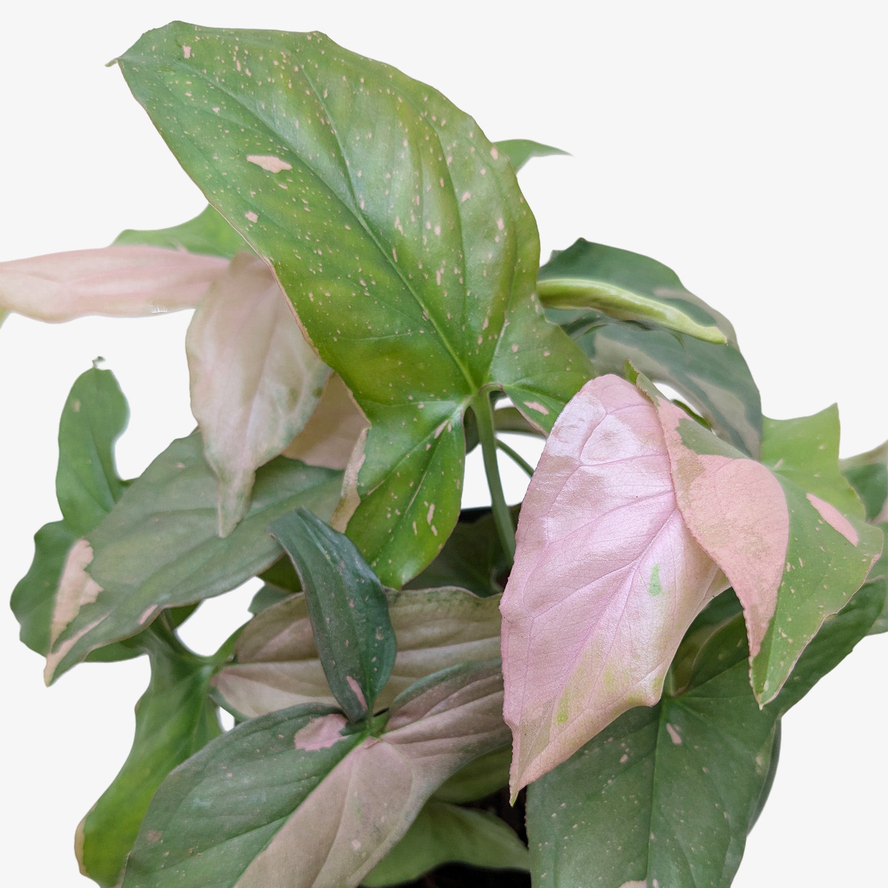 Syngonium 'Pink Splash' - 4" Pot-Indoor Plants-The Succulent Source