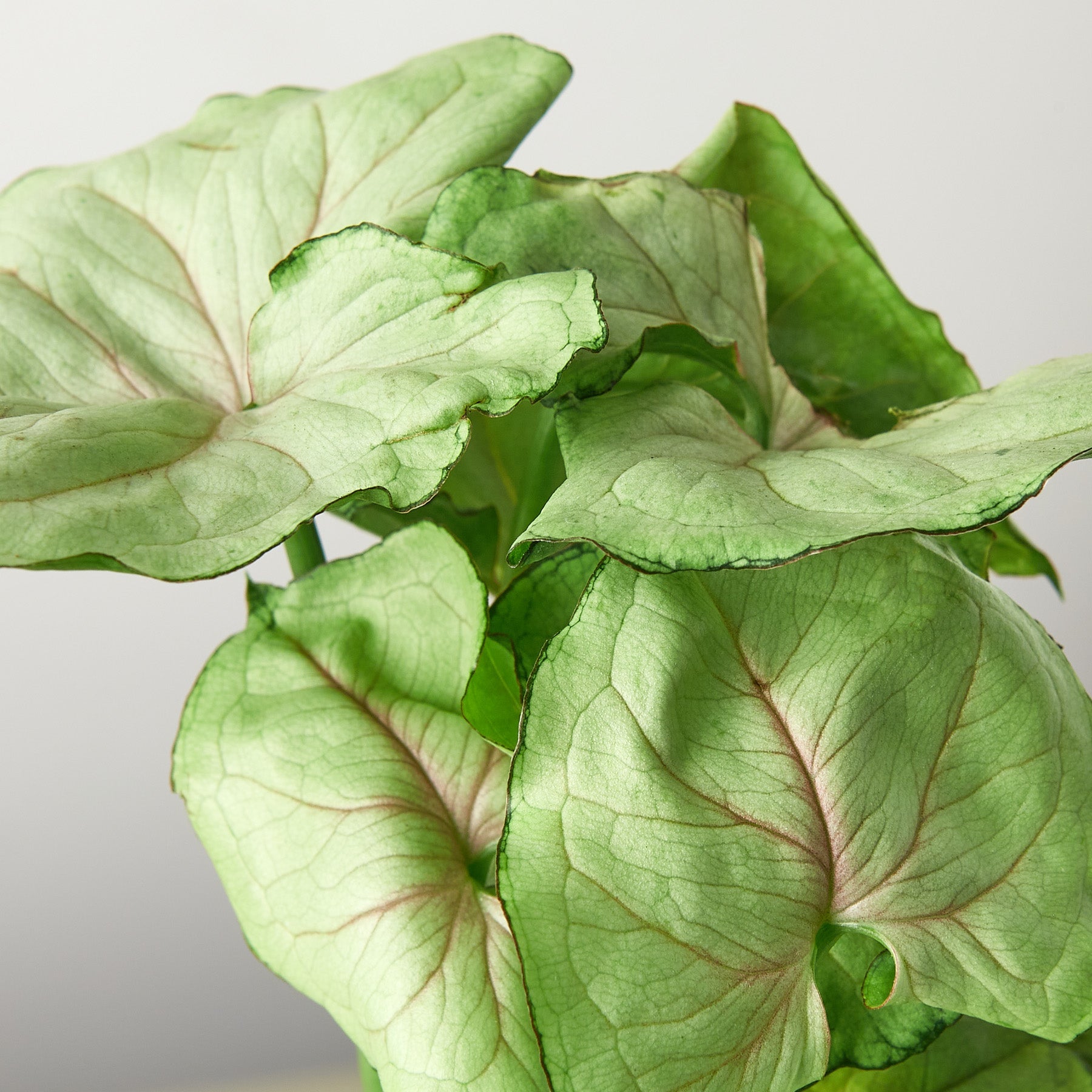 Syngonium 'Roxanna'-Indoor Plants-The Succulent Source