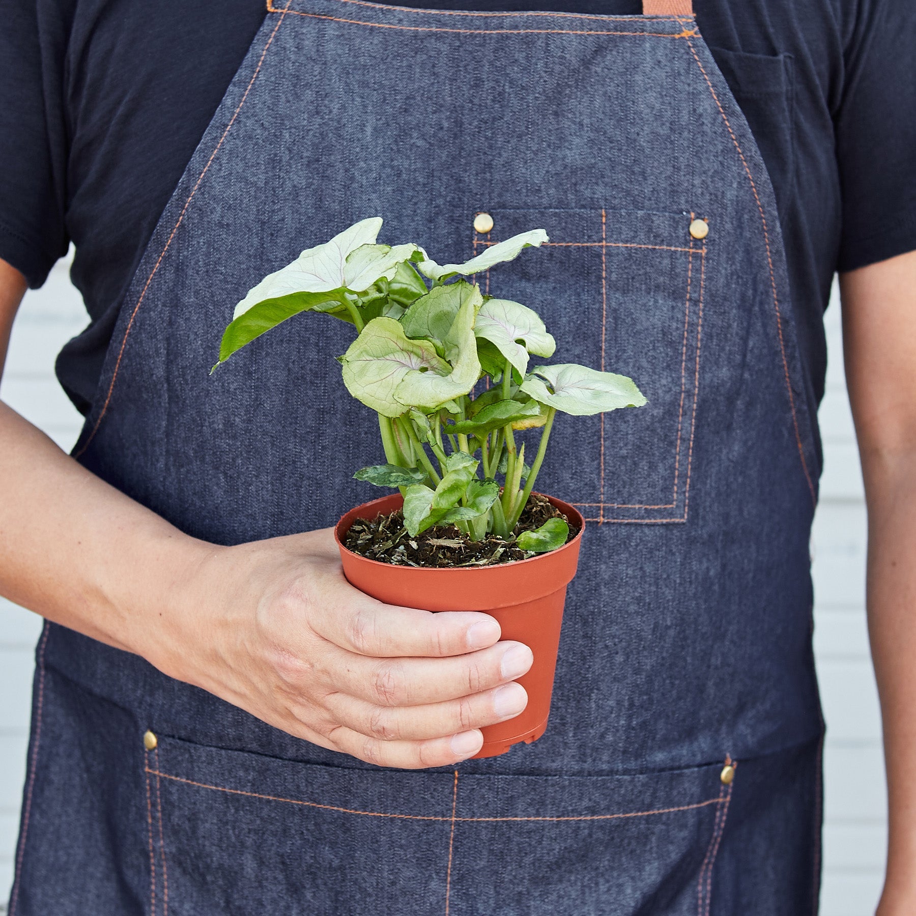 Syngonium 'Roxanna'-Indoor Plants-The Succulent Source