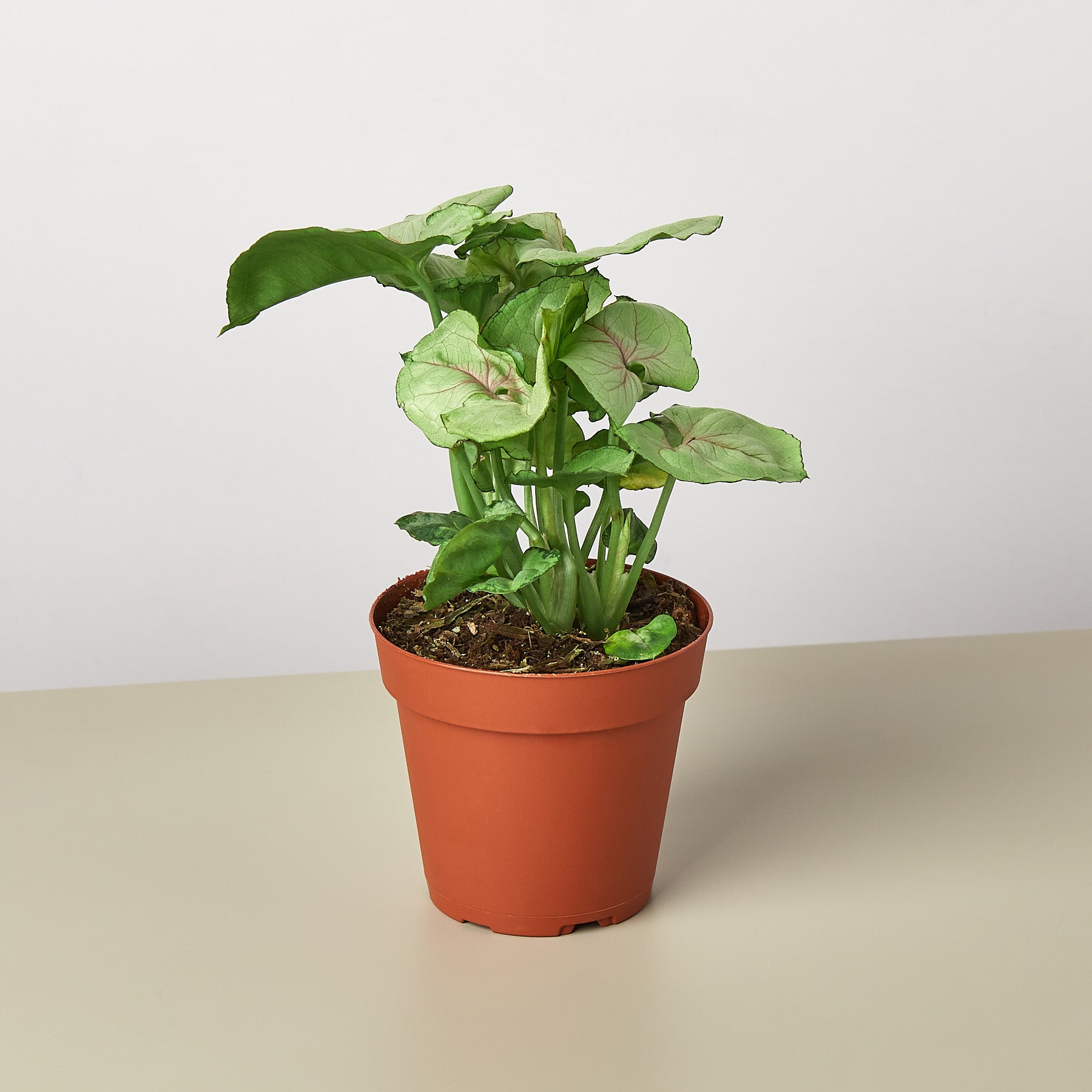 Syngonium 'Roxanna'-Indoor Plants-The Succulent Source
