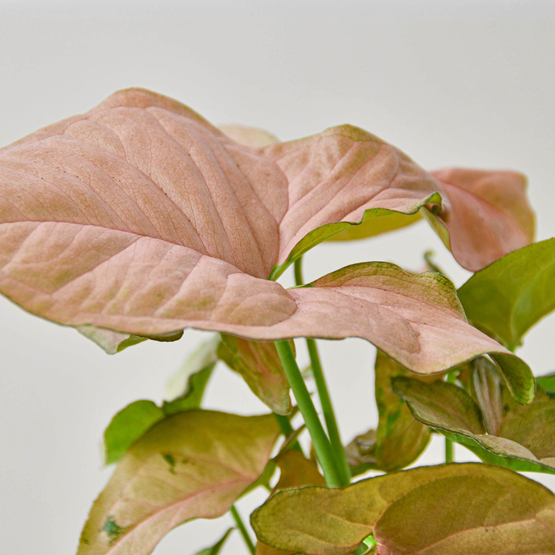 Syngonium 'Strawberry'-Indoor Plants-The Succulent Source