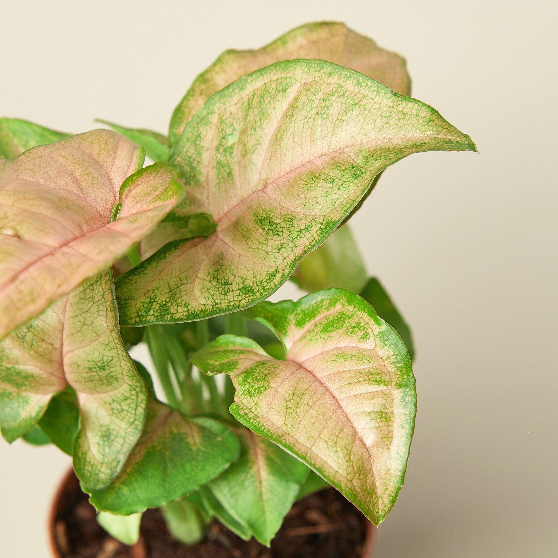 Syngonium 'Strawberry'-Indoor Plants-The Succulent Source