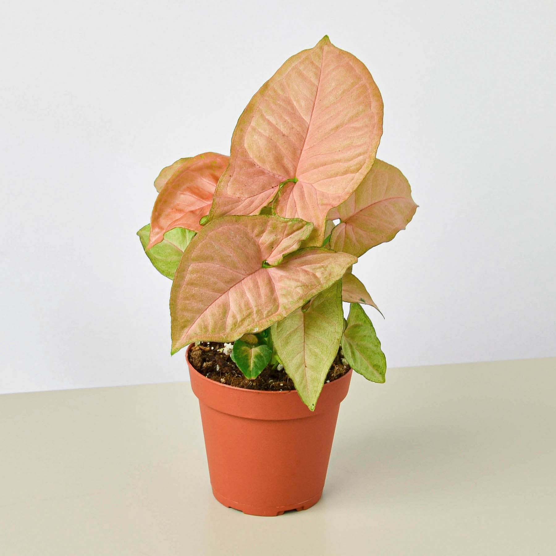 Syngonium 'Strawberry'-Indoor Plants-The Succulent Source