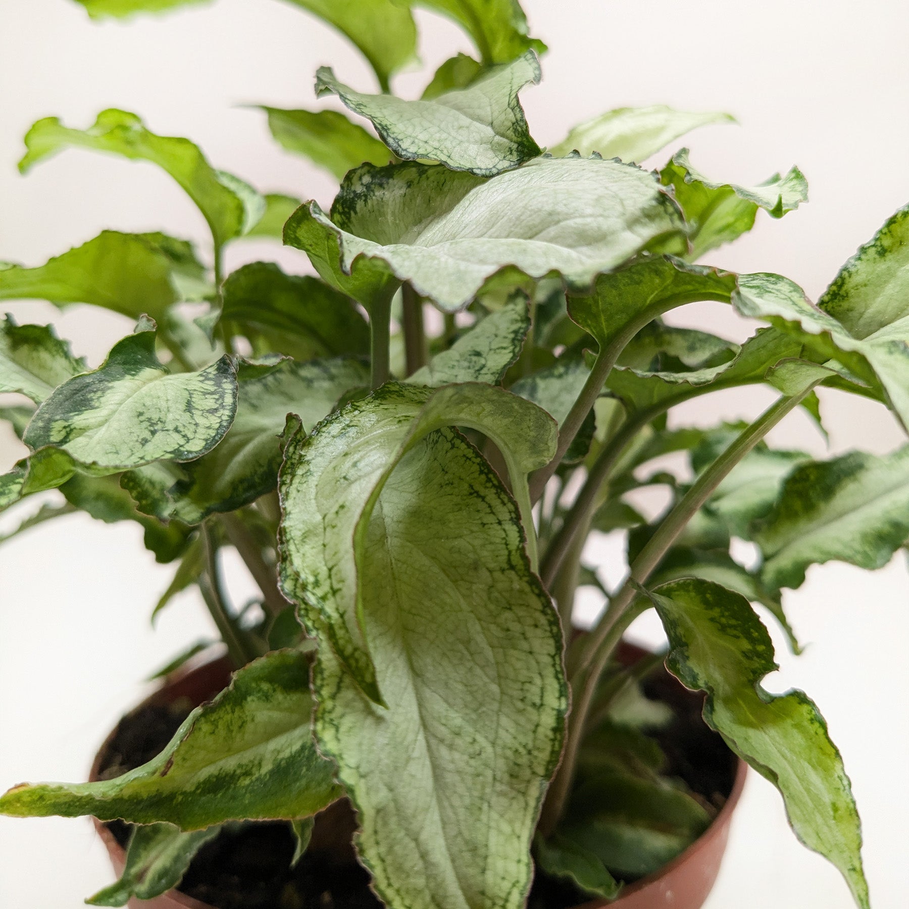 Syngonium 'Three Kings'-4" Plant-The Succulent Source