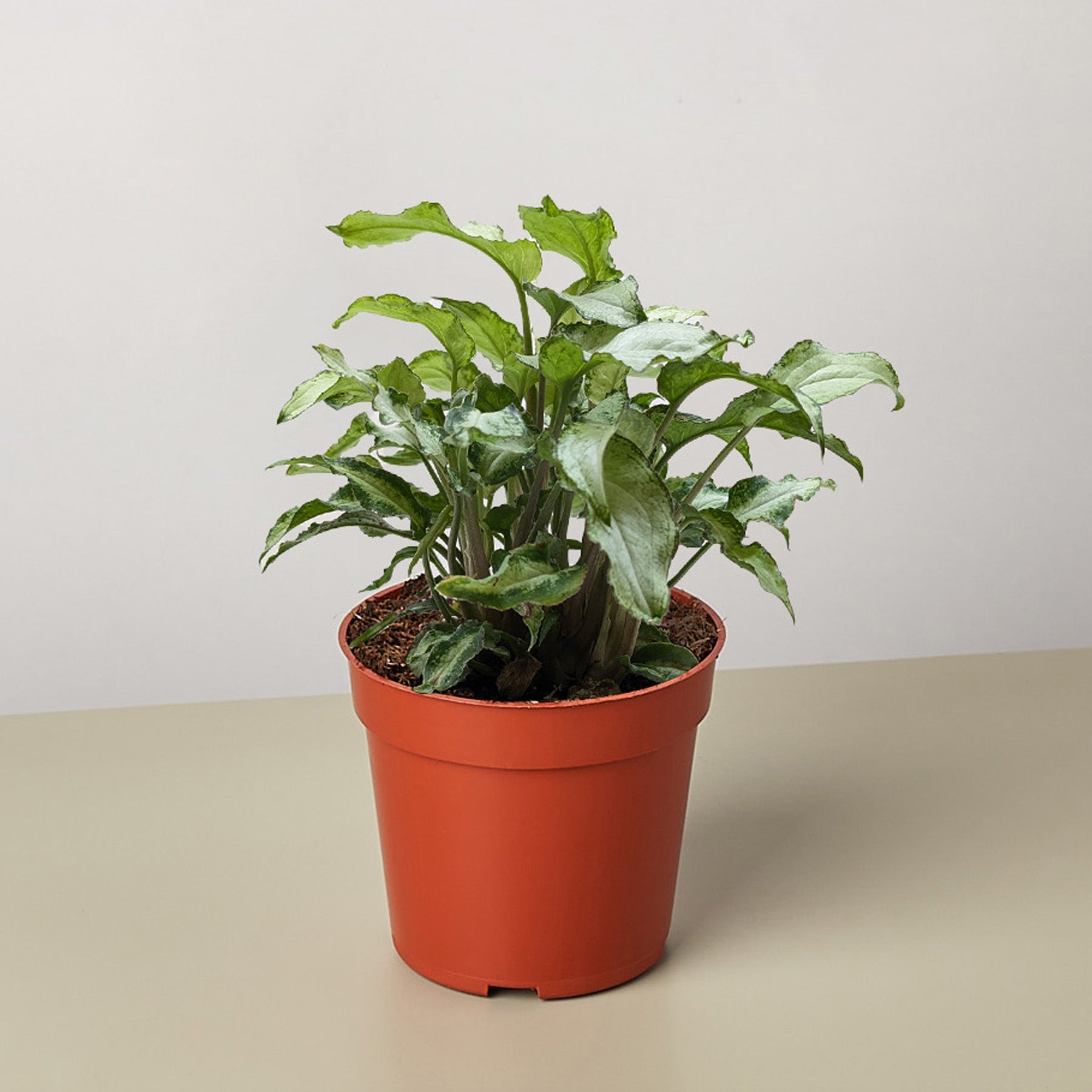 Syngonium 'Three Kings'-4" Plant-The Succulent Source