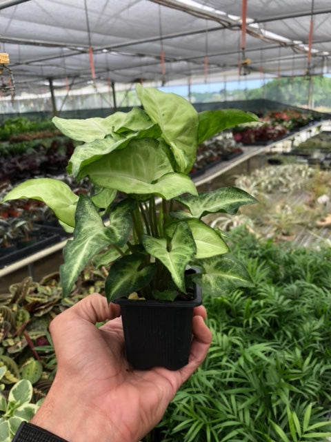 Syngonium 'White Butterfly'-Indoor Plants-The Succulent Source