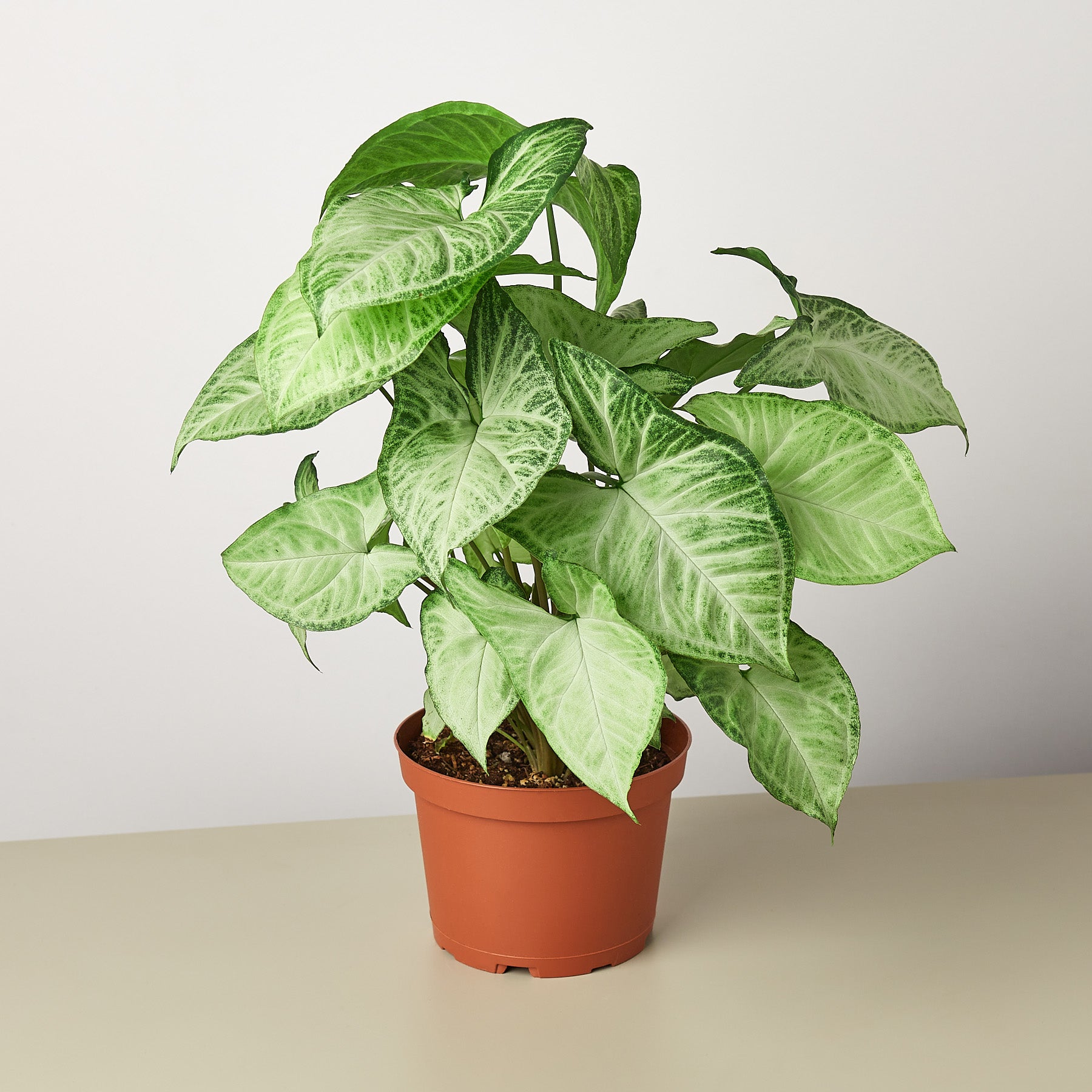 Syngonium 'White Butterfly'-Indoor Plants-The Succulent Source