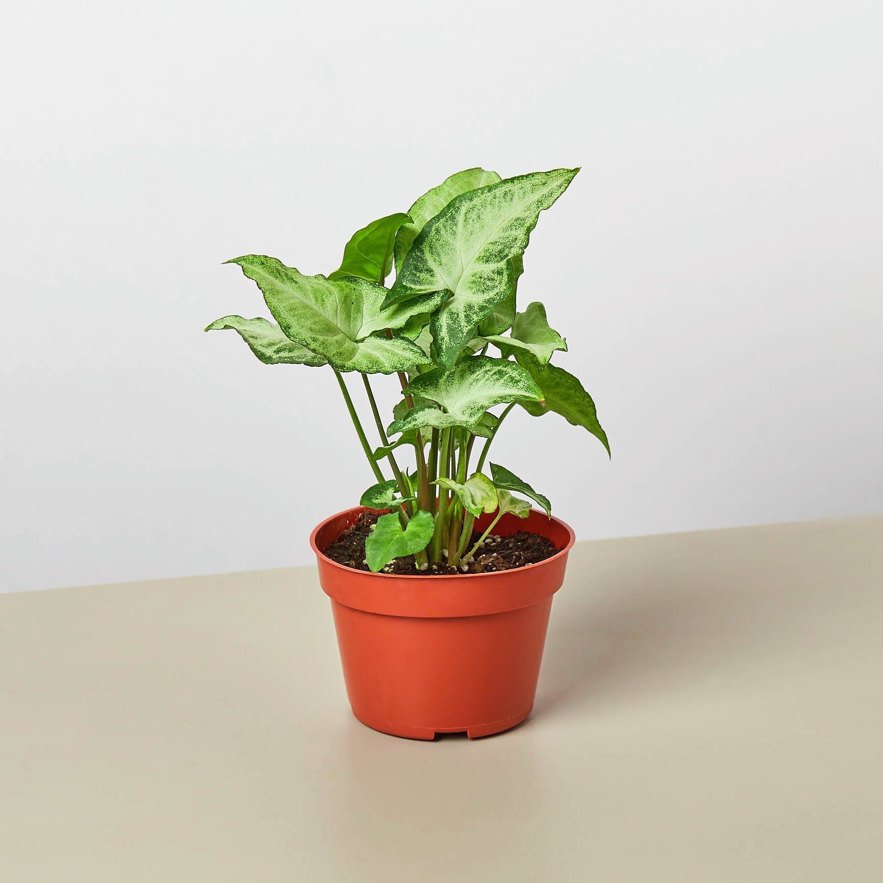 Syngonium 'White Butterfly'-Indoor Plants-The Succulent Source