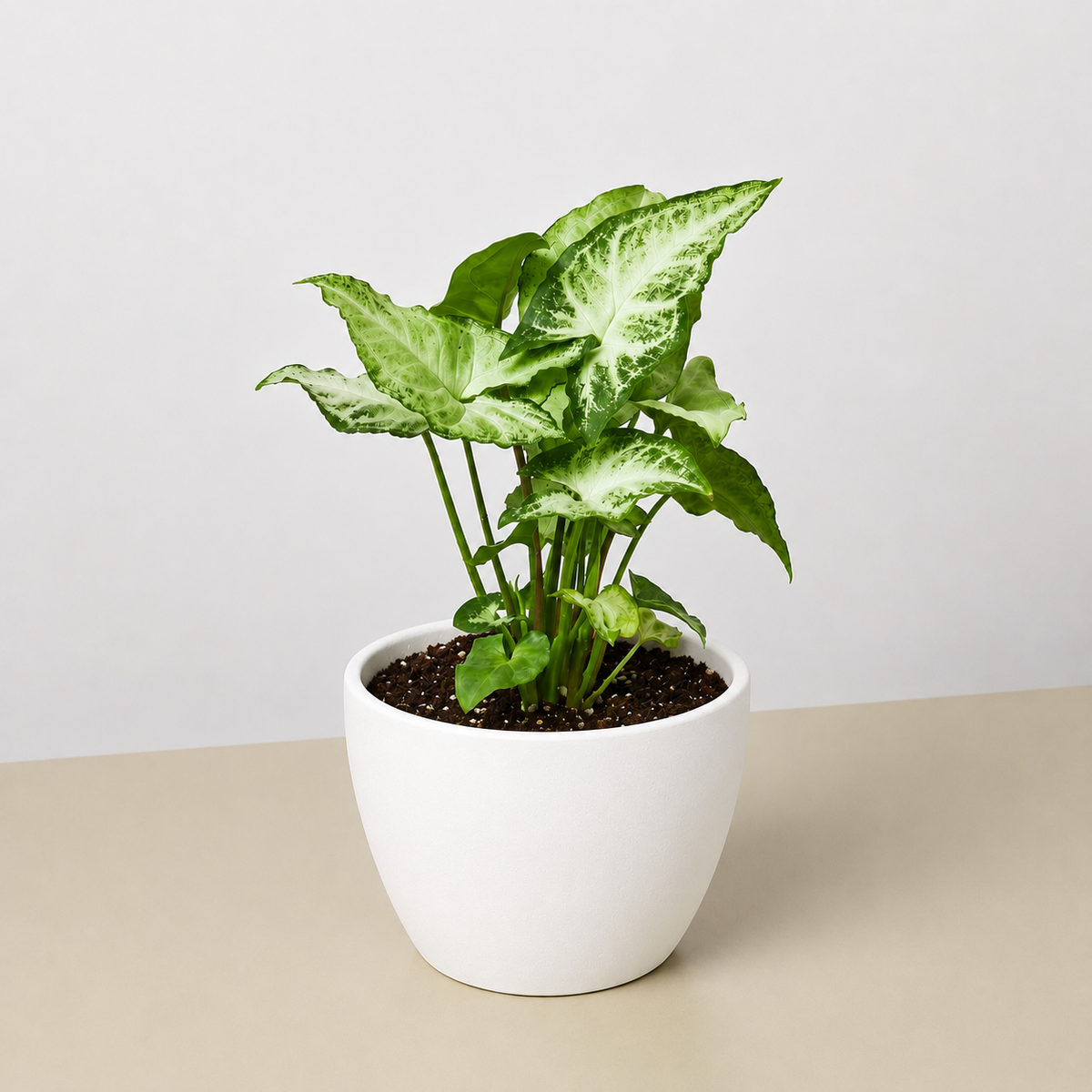 Syngonium 'White Butterfly'-Indoor Plants-The Succulent Source