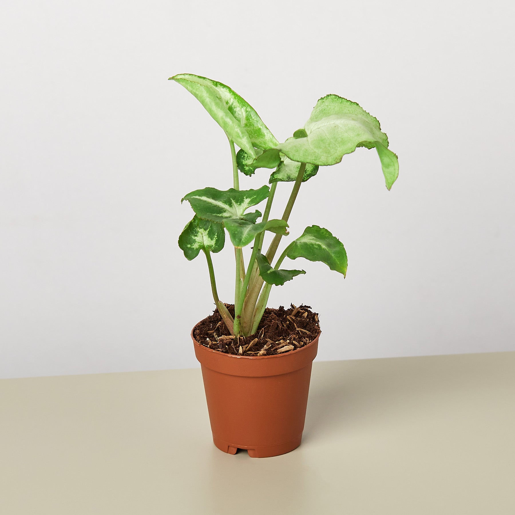 Syngonium 'White Butterfly'-Indoor Plants-The Succulent Source