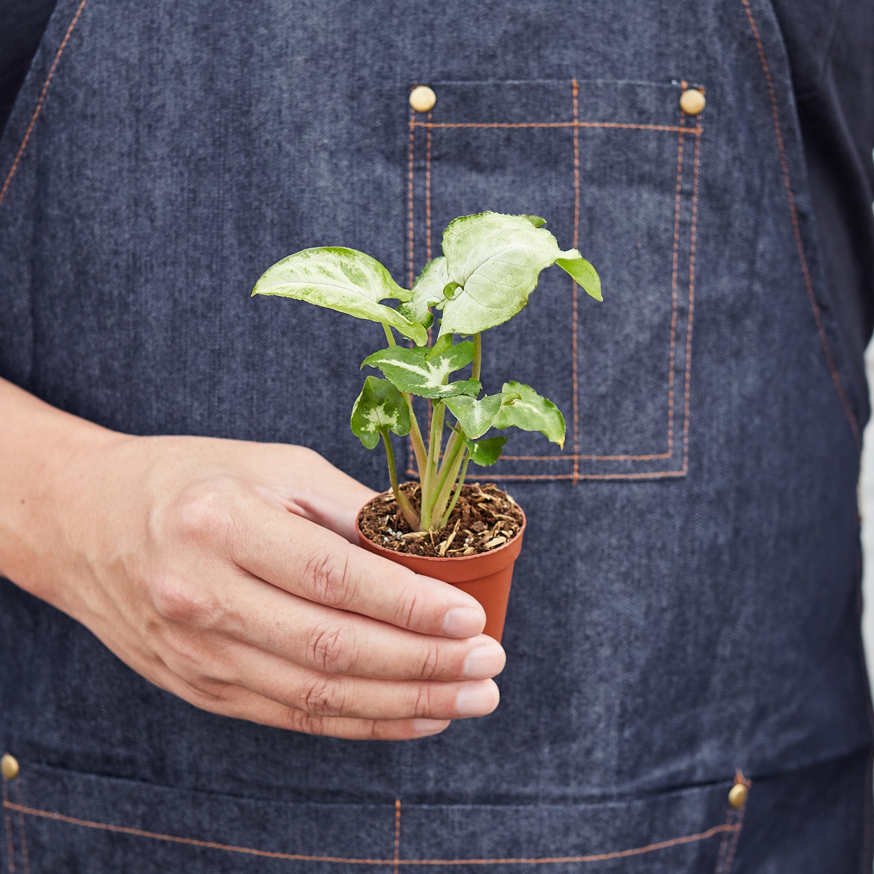 Syngonium 'White Butterfly'-Indoor Plants-The Succulent Source