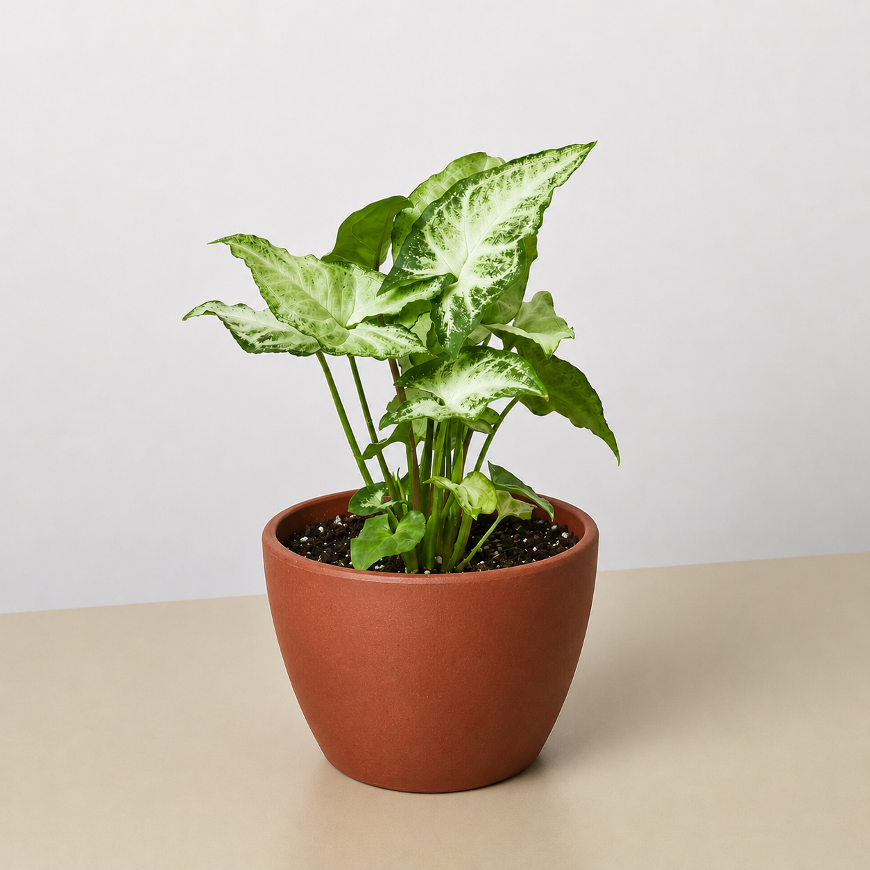 Syngonium 'White Butterfly'-Indoor Plants-The Succulent Source