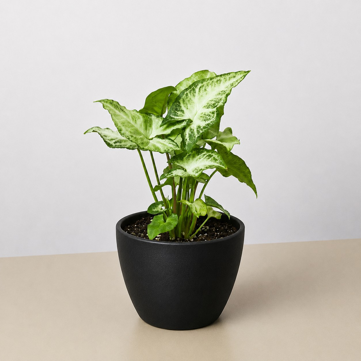 Syngonium 'White Butterfly'-Indoor Plants-The Succulent Source