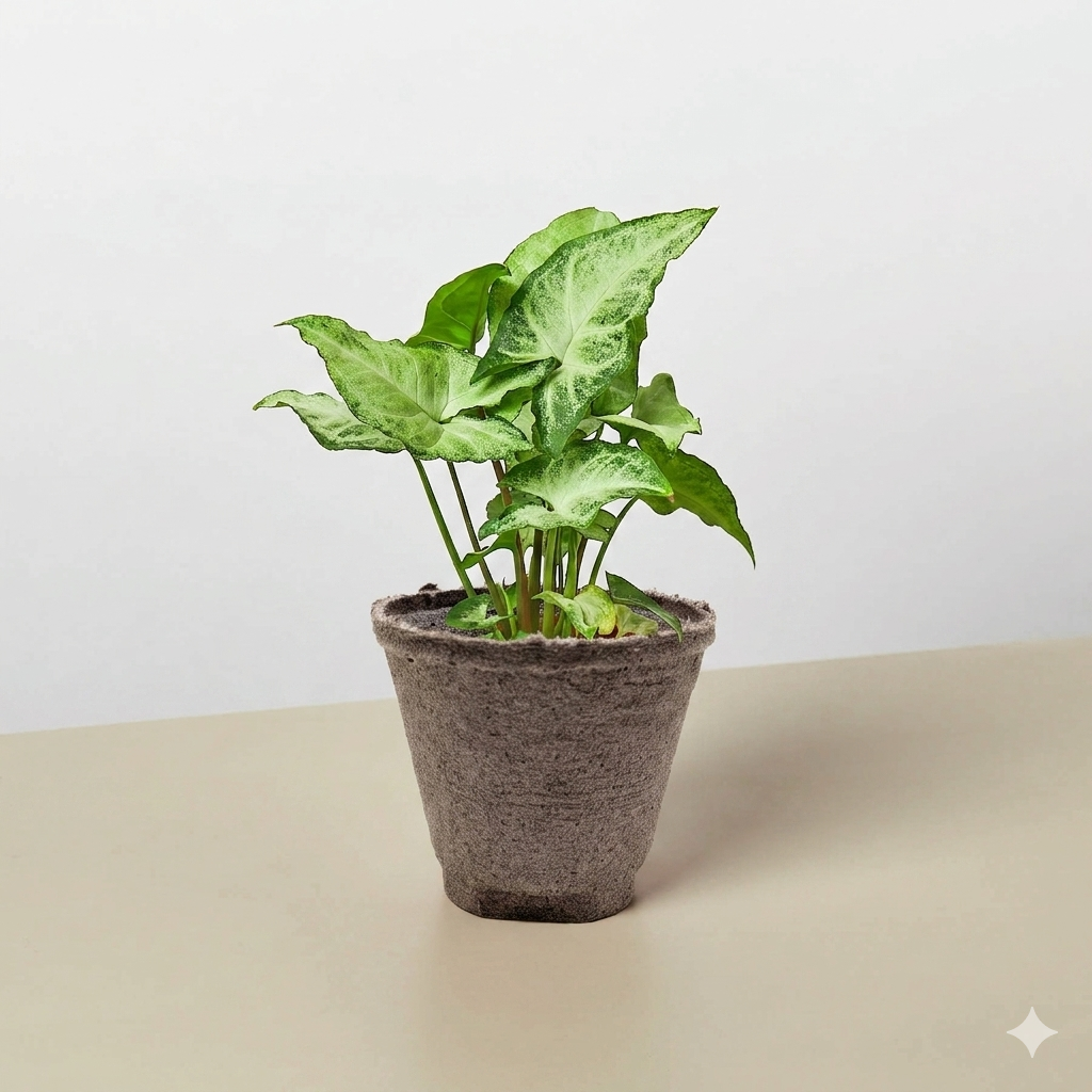 Syngonium 'White Butterfly'-Indoor Plants-The Succulent Source